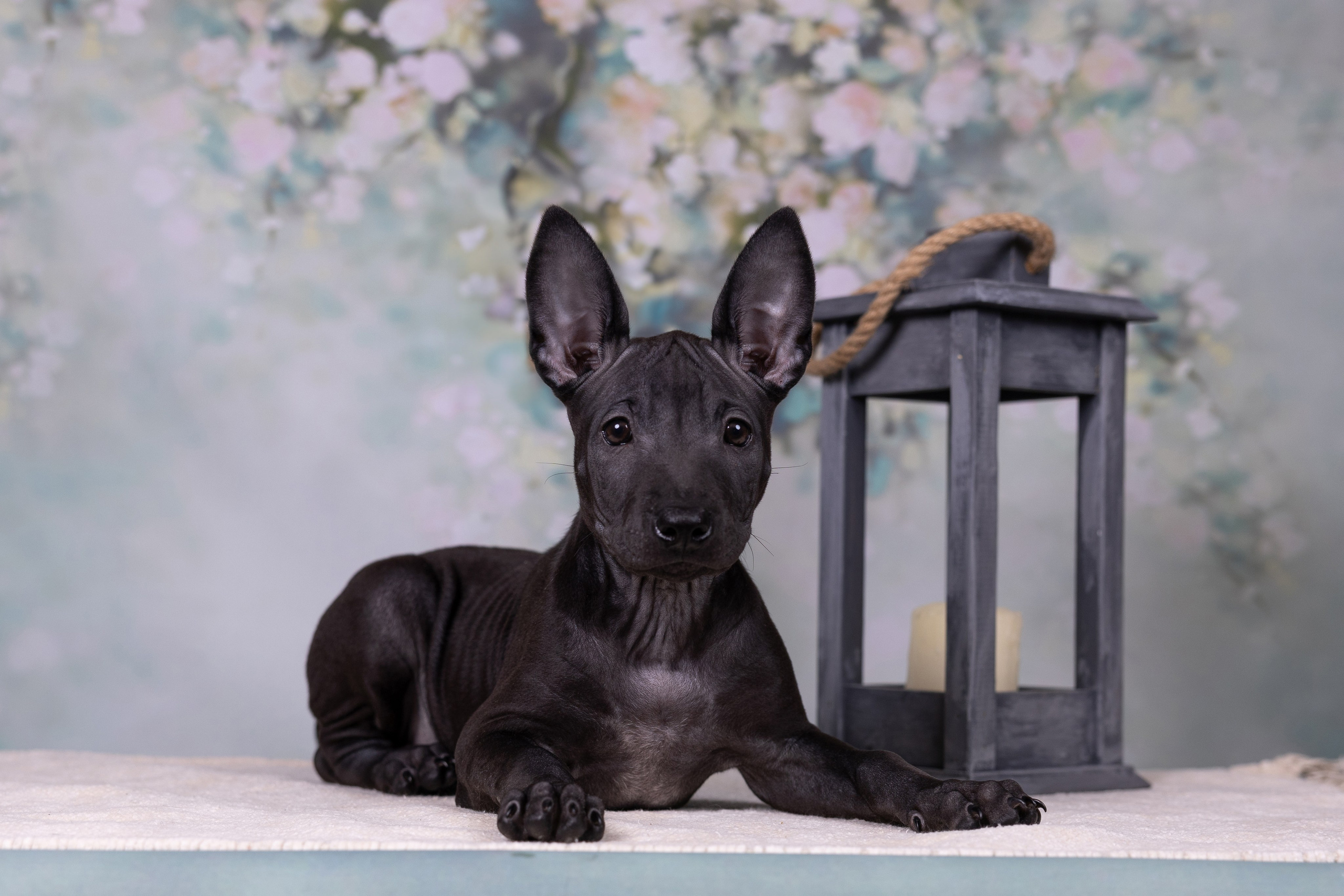 Щенки в домашней студии. Фотограф анималист в Казани Алина Сулейманова. Фотограф животных