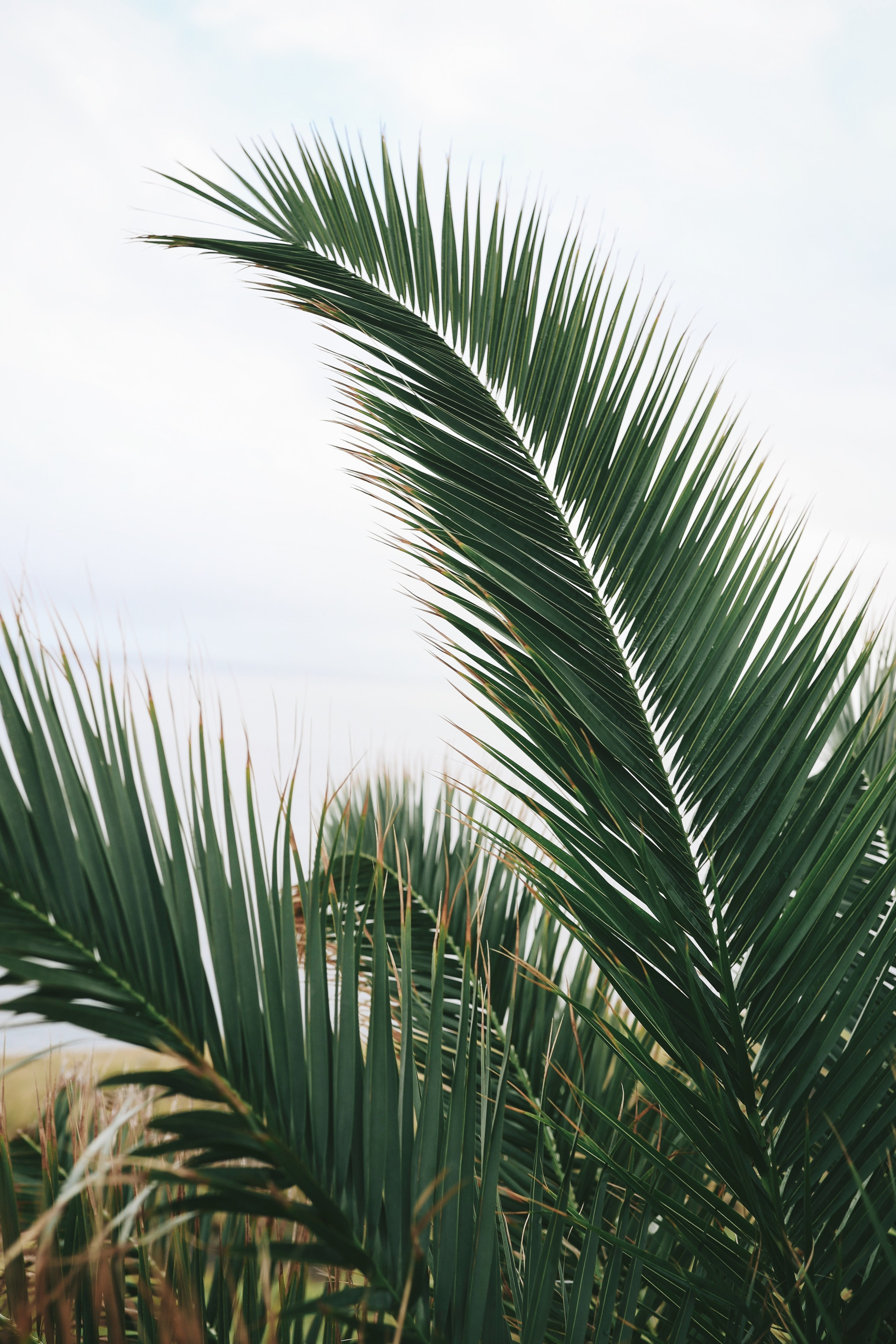 Madeira Island. Ekaterina Buneeva Photography