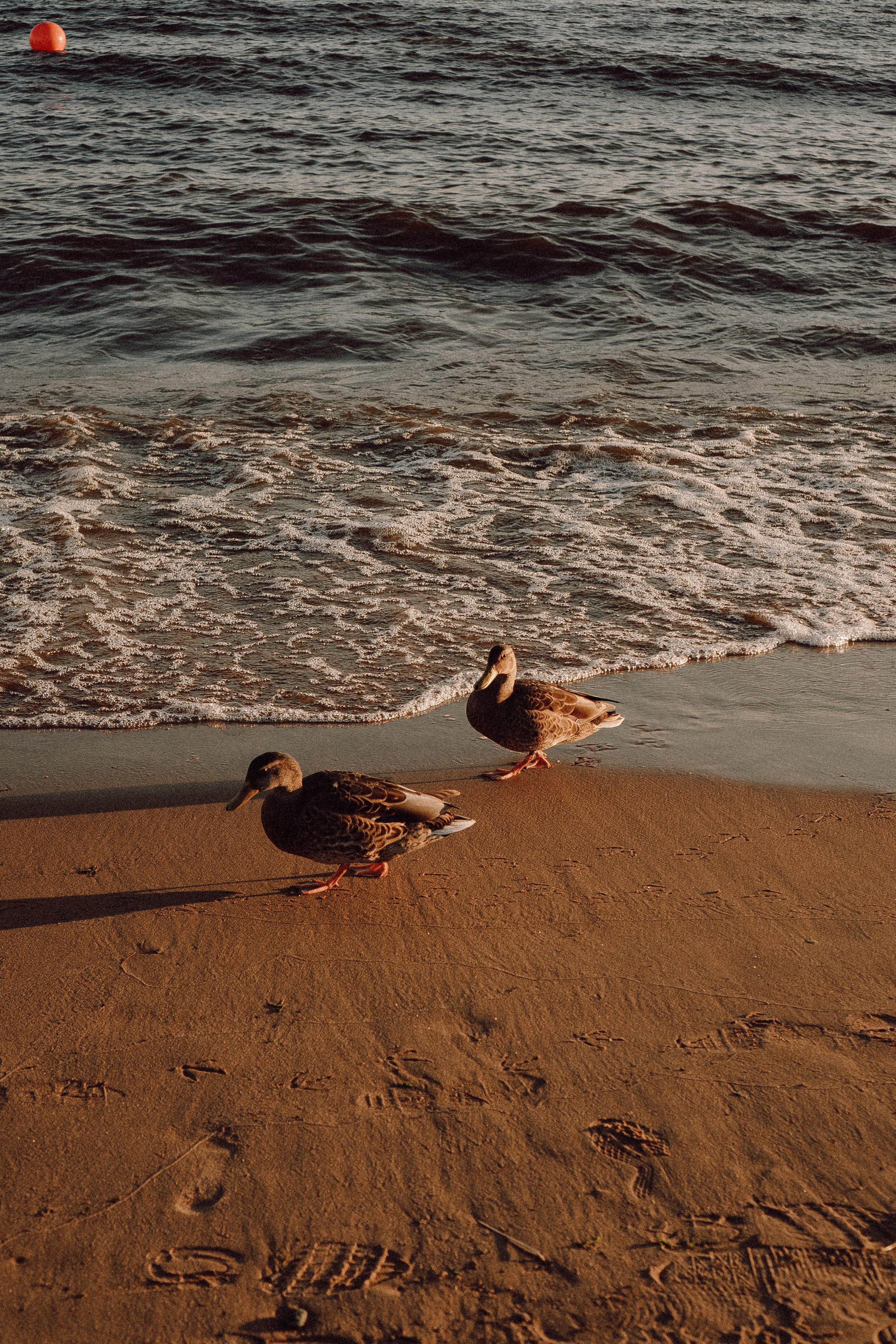 РОМАНТИКА ФИНСКОГО ЗАЛИВА. Профессиональный фотограф, Санкт-Петербург — Виктория Богомолова