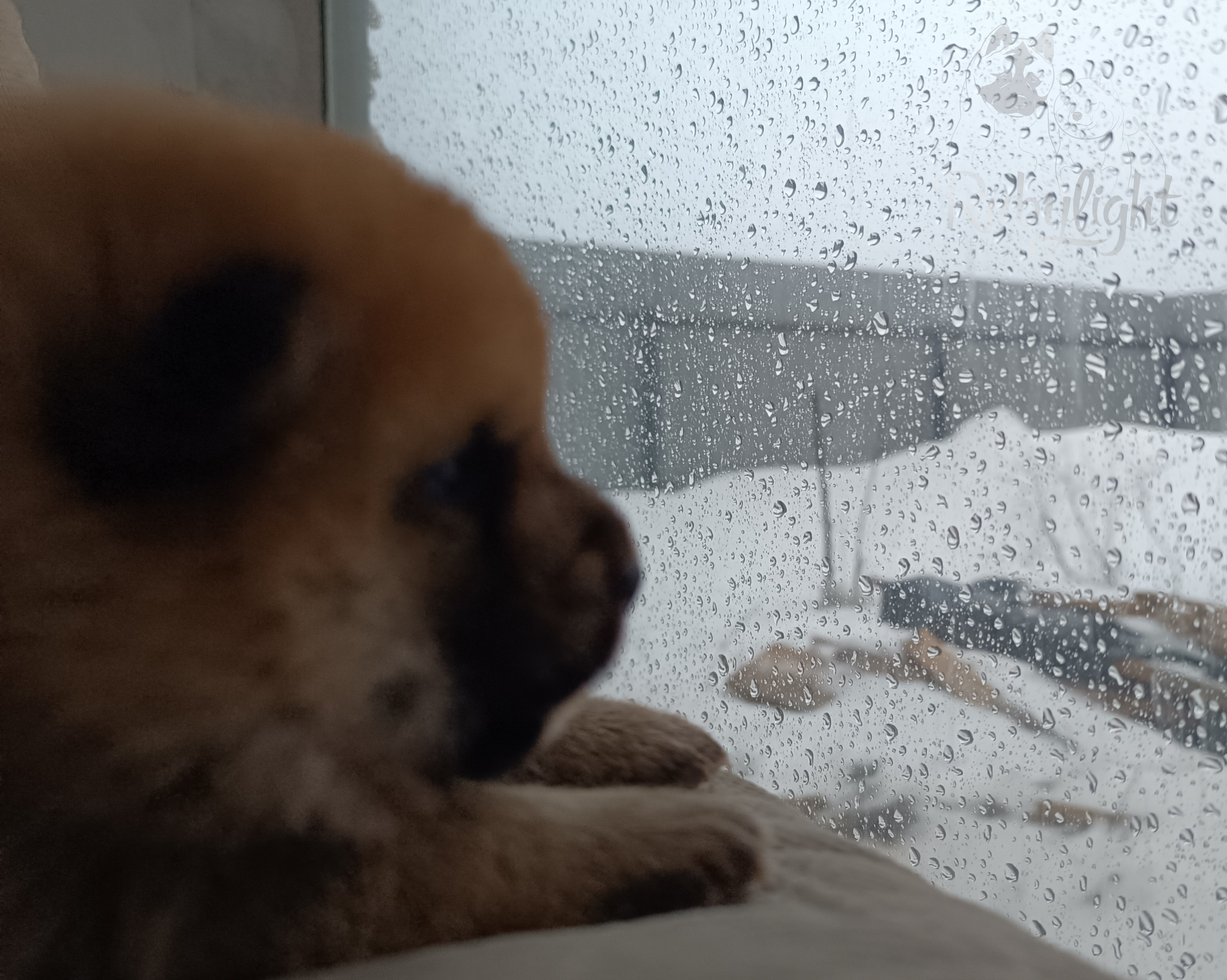 Сиба Rubylight Everest питомник Рубилайт 