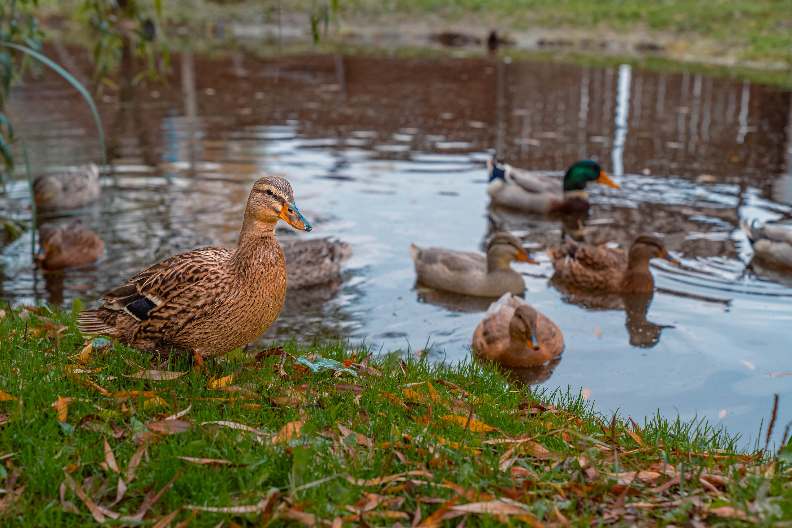 ПАРК-ОТЕЛЬ «ОСТРОВ». Фото и видео съёмка на заказ. VAU Studia. Москва