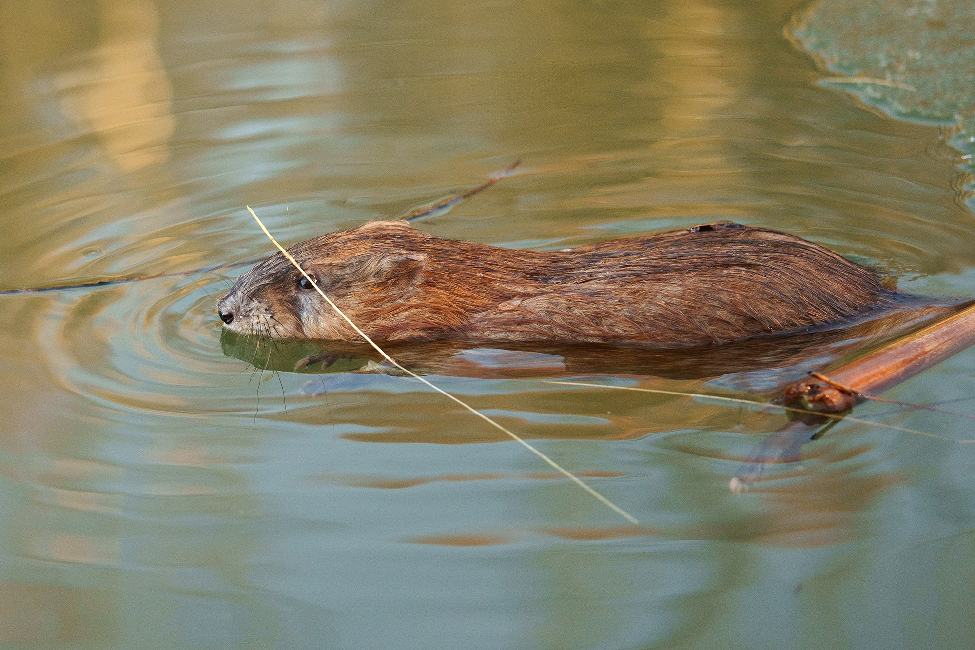 Животные. Ваш личный фотограф Марина Волкова