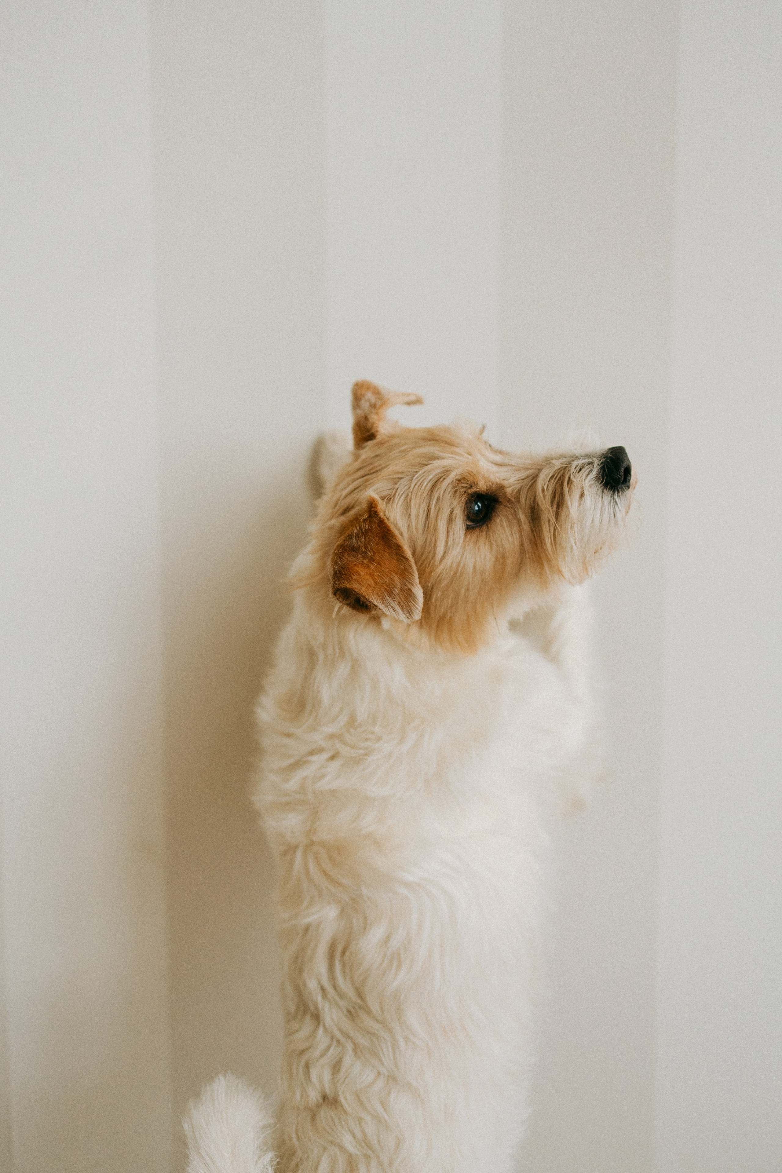 Цунами, Теон и Женя. Фотограф анималист Анастасия Пикей