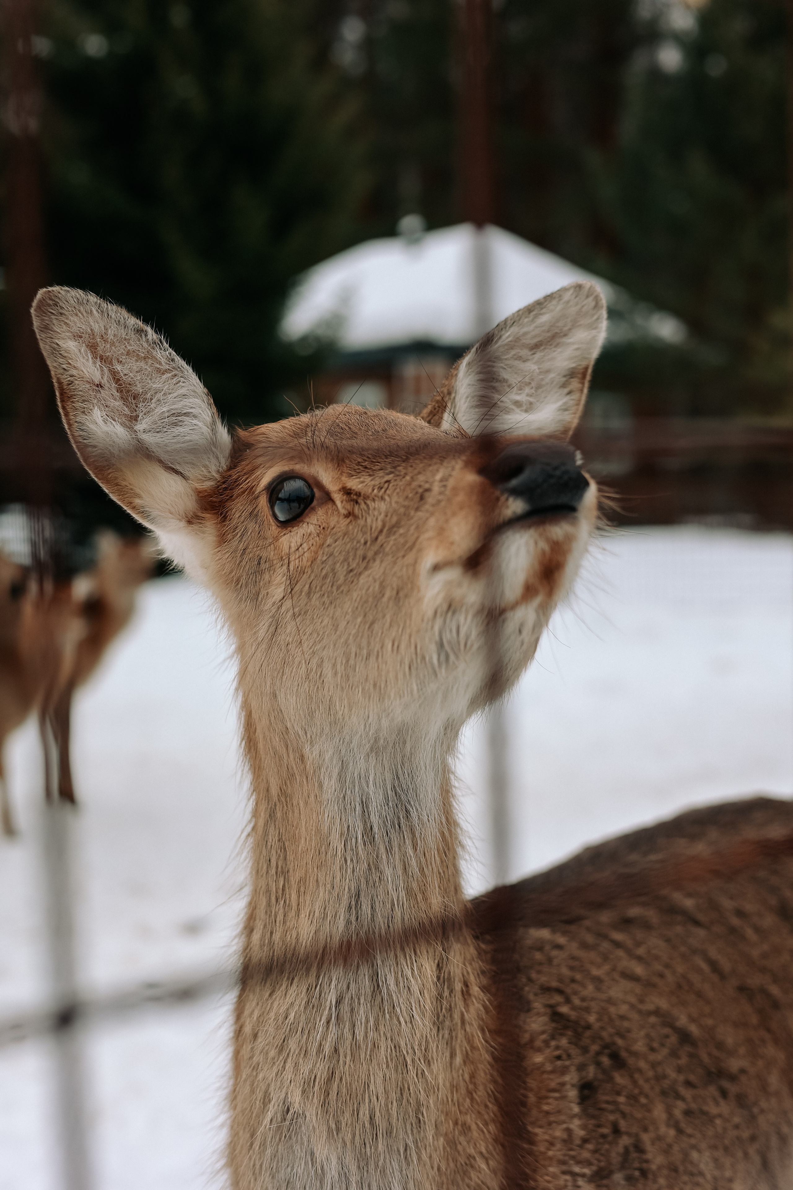 Экскурсия «Мир оленей». Фотограф Диана Воробьева Нижний Новгород