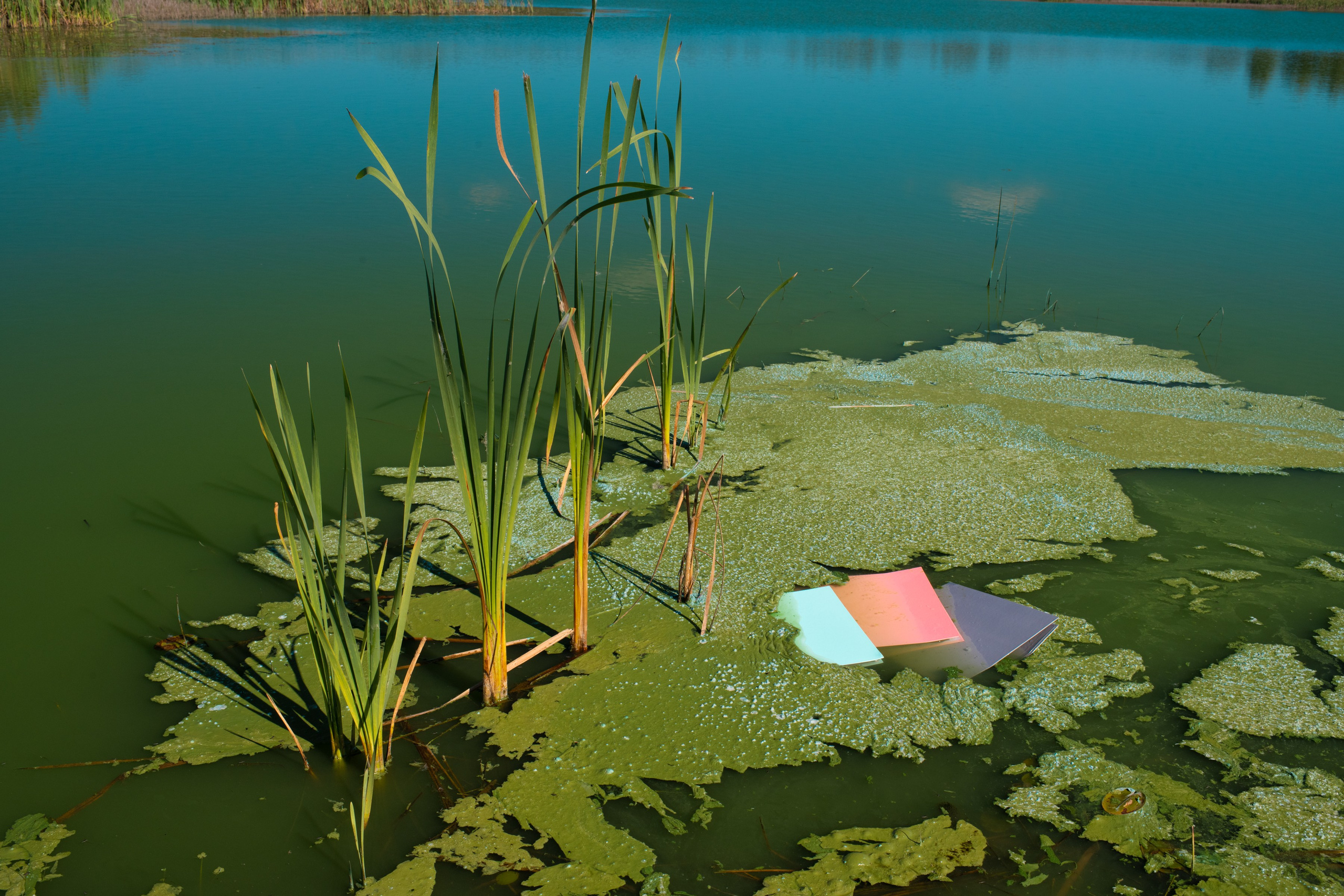 The Expiration Date. ALEXEY KRYLOV | Photography