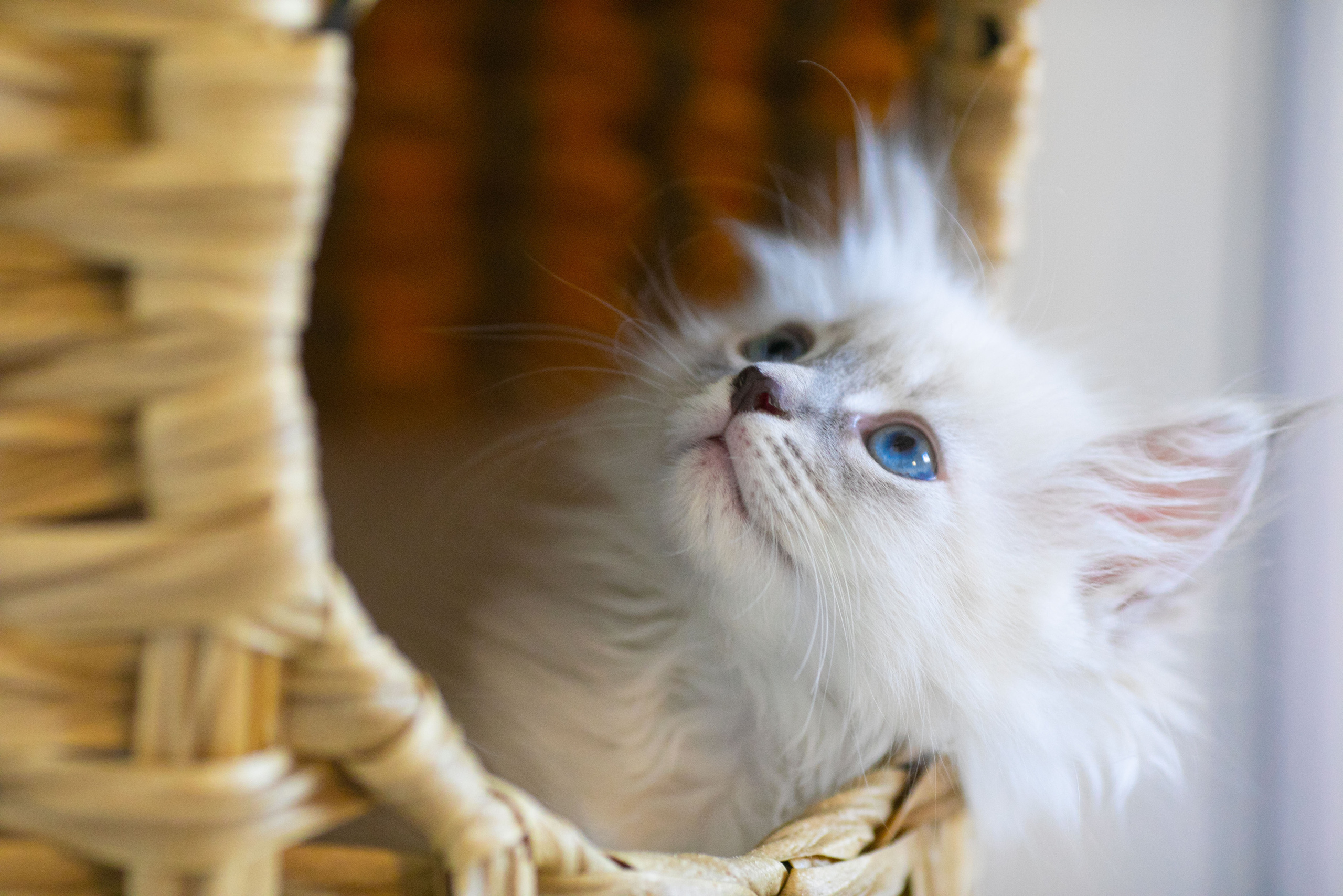 Наши котята. Главная