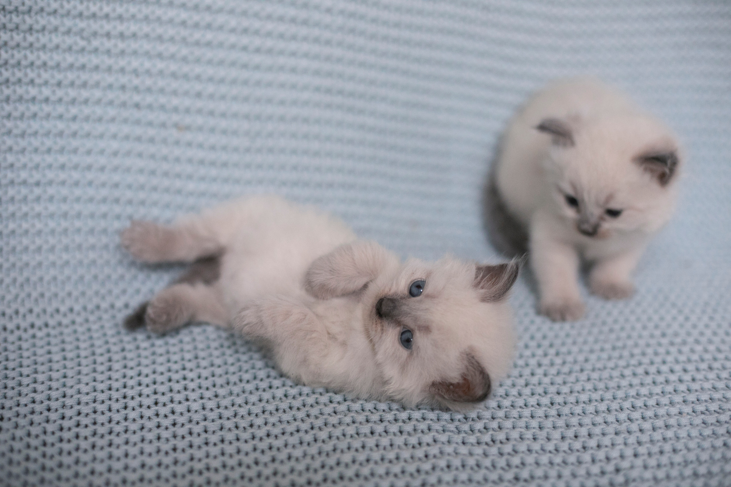 Наши котята. Главная