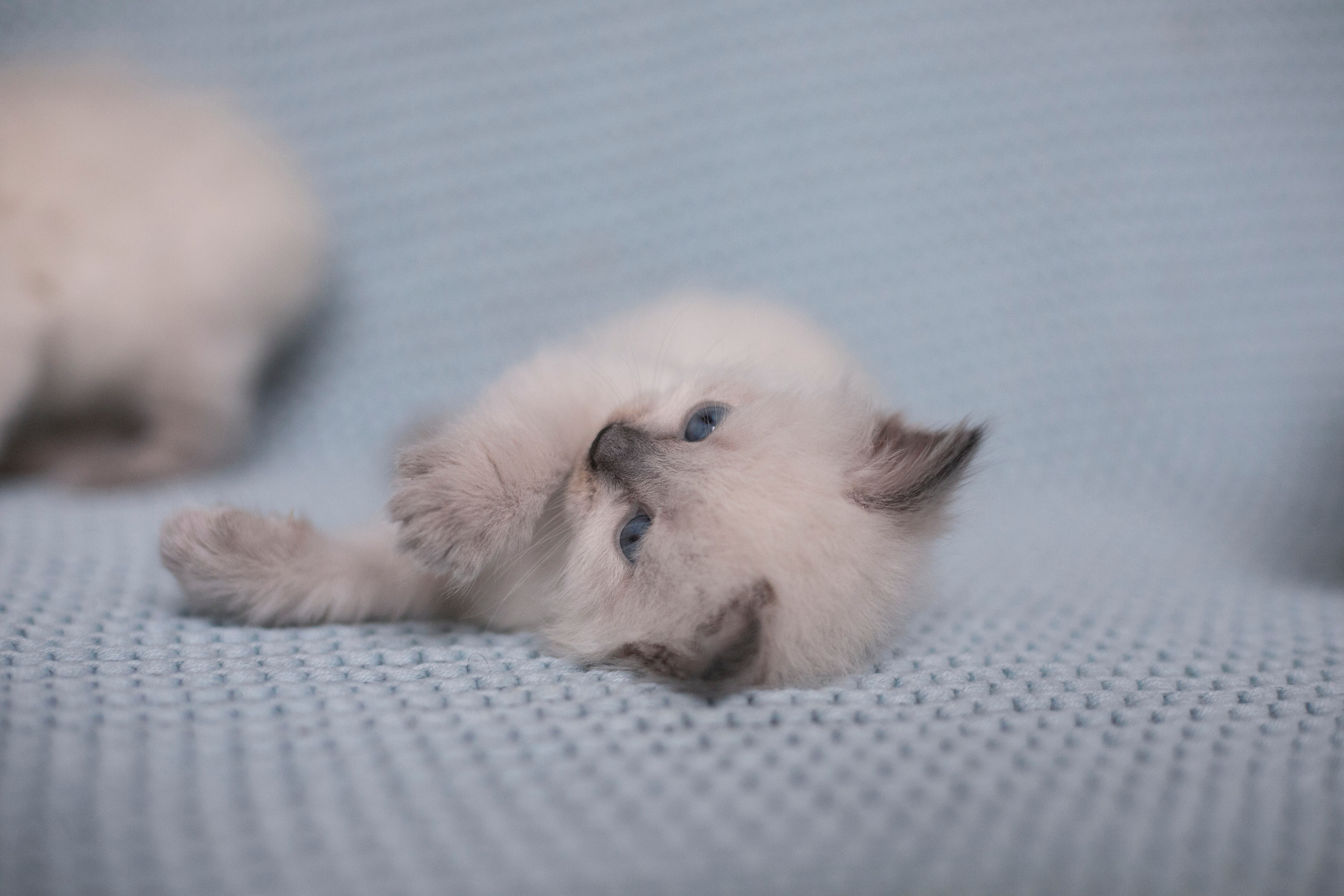 Наши котята. Главная