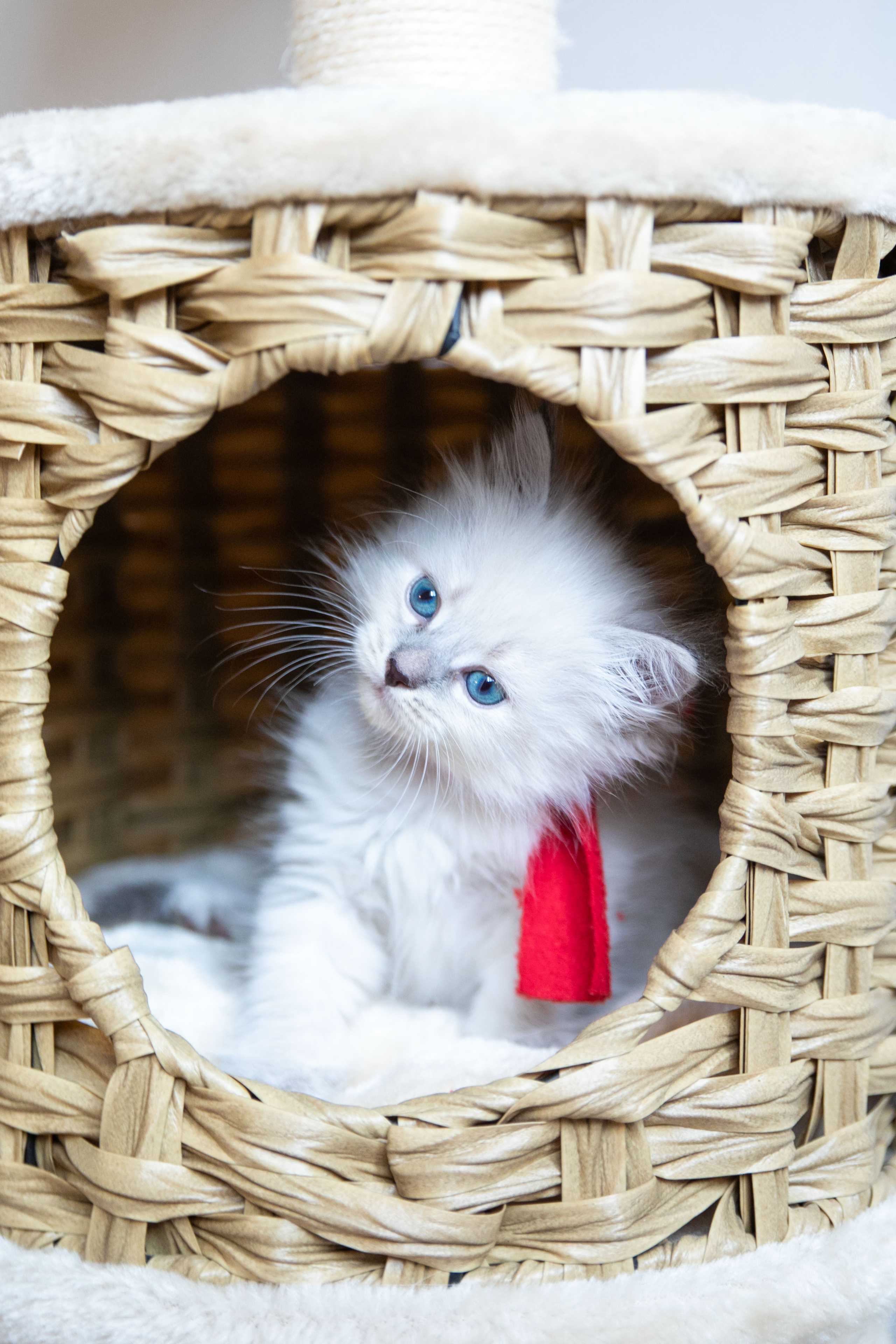 Наши котята. Главная