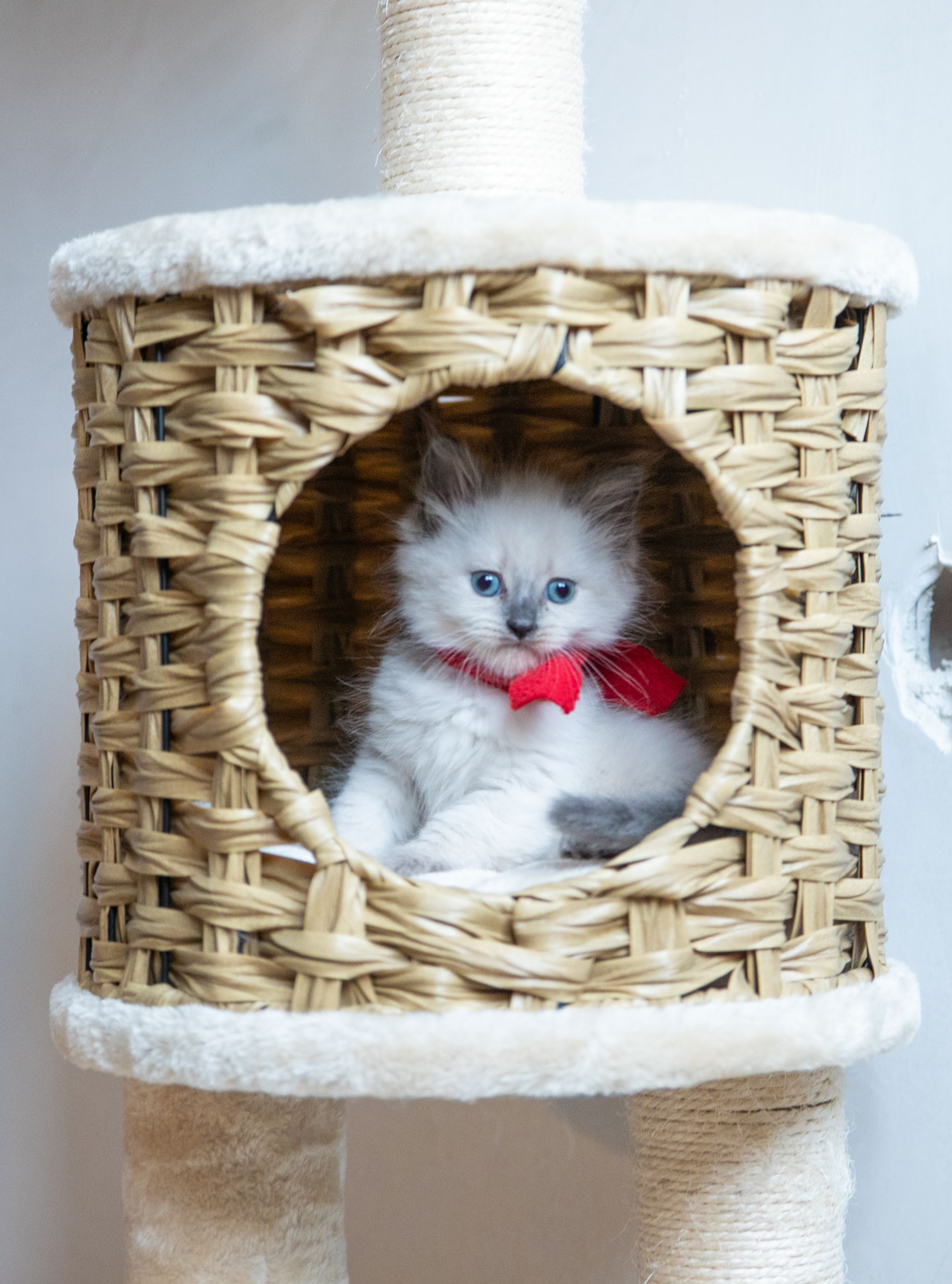 Наши котята. Главная