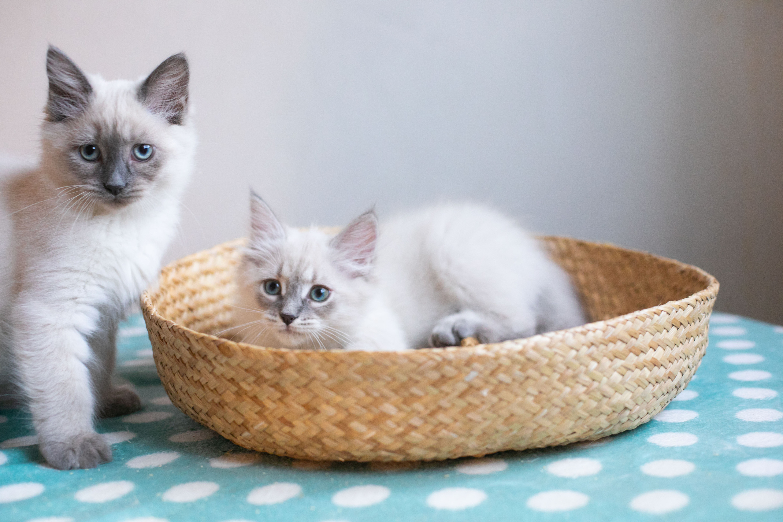 Наши котята. Главная