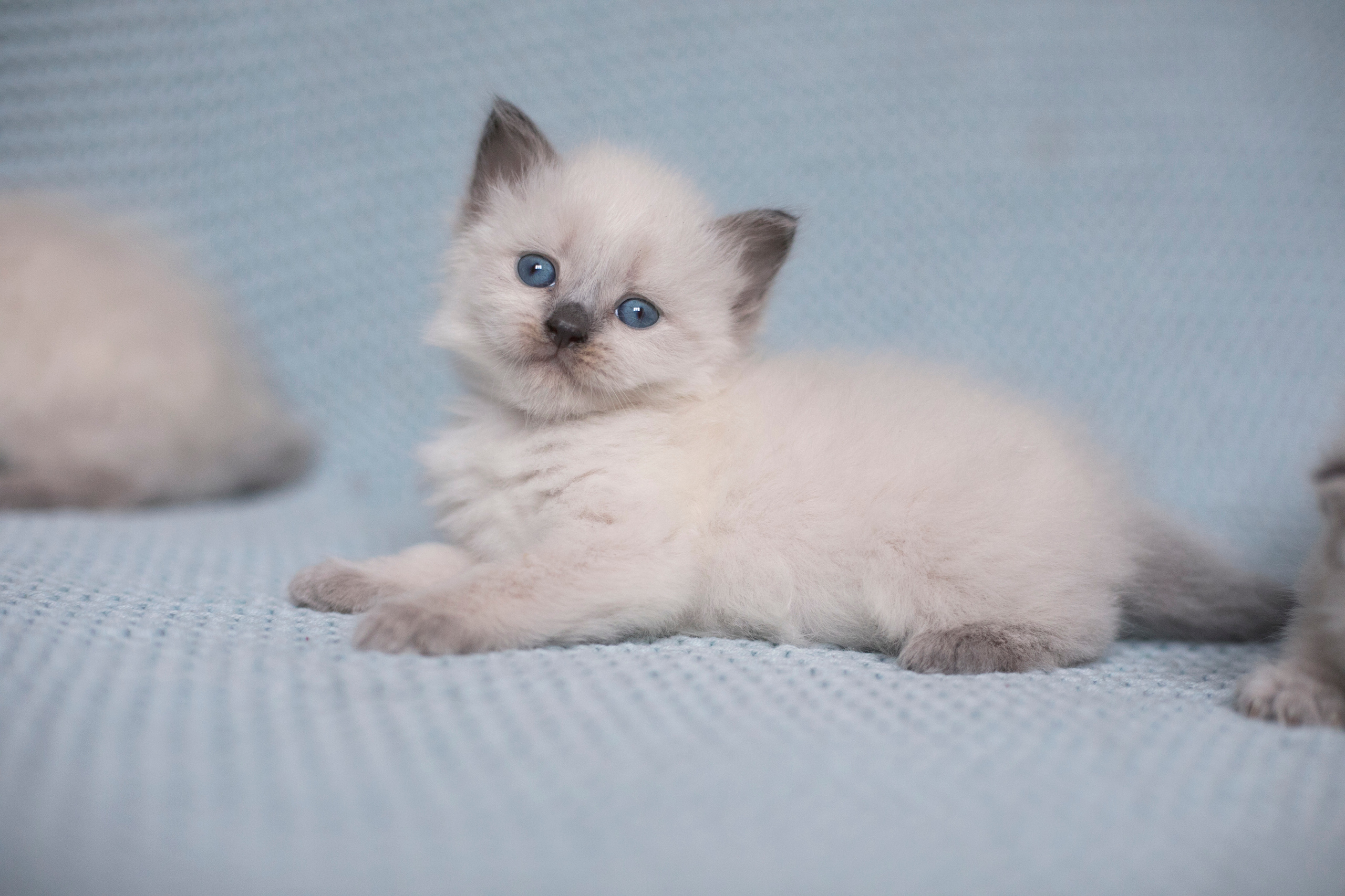 Наши котята. Главная