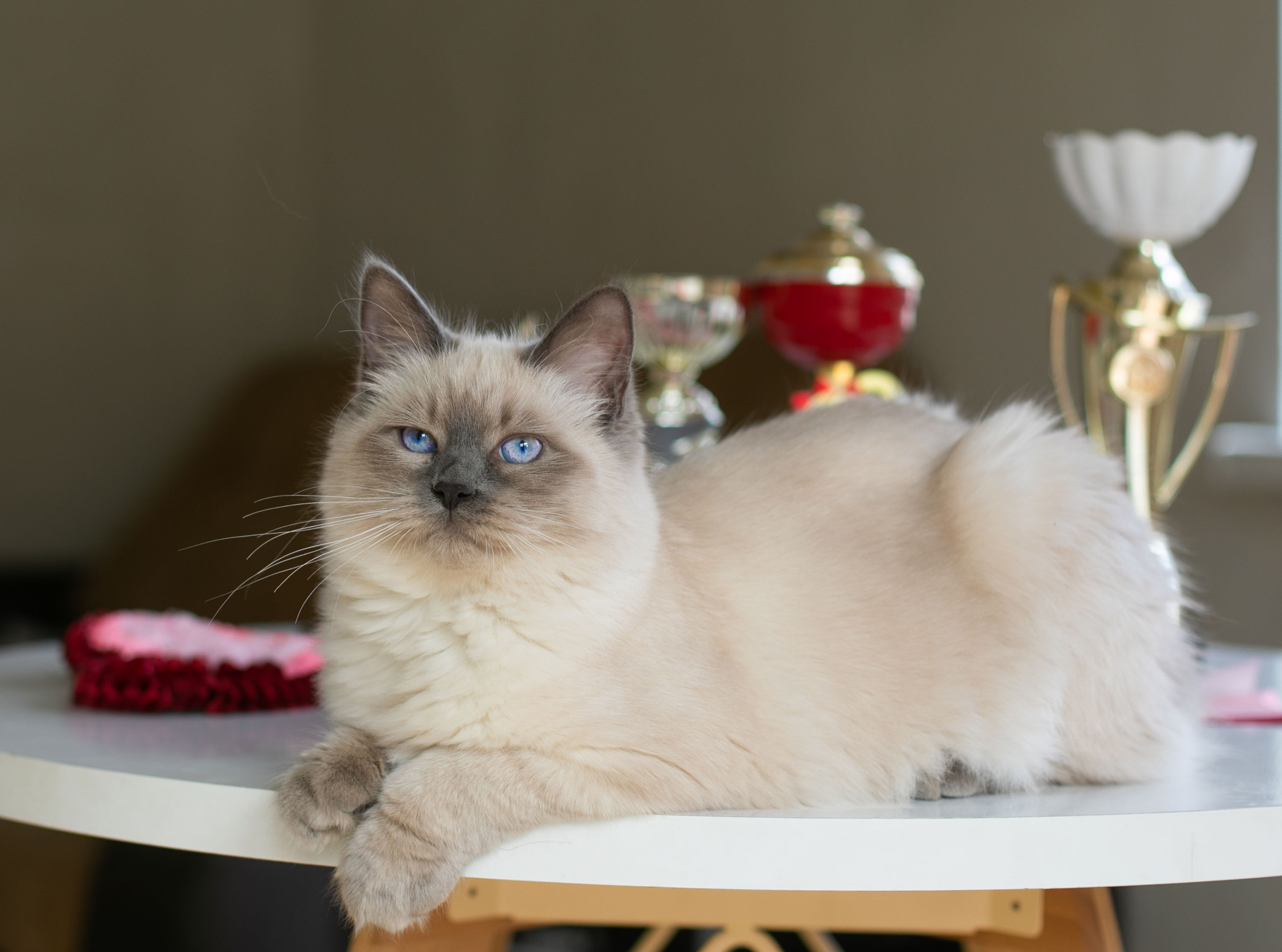 Наши котята. Главная