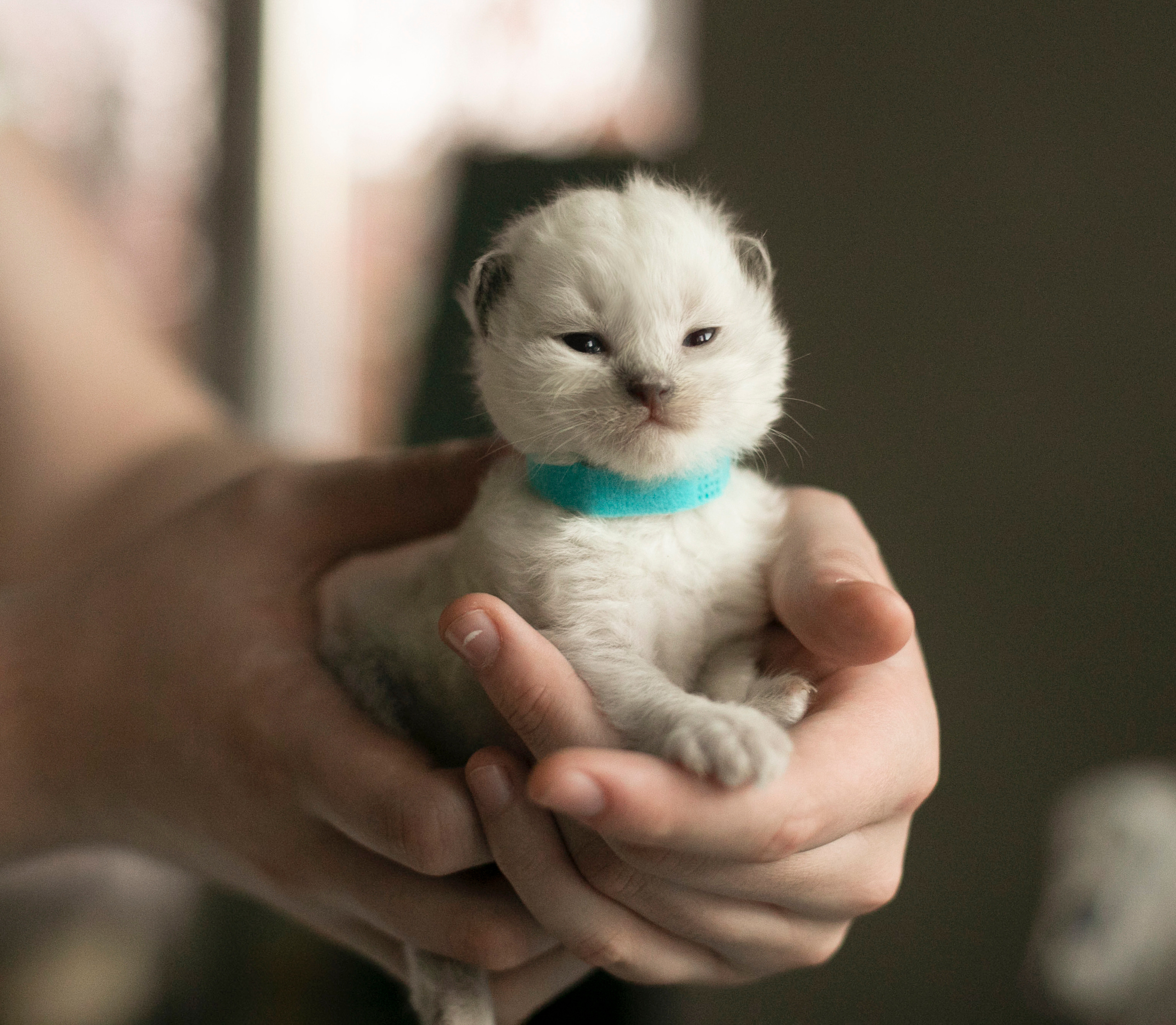 Наши котята. Главная