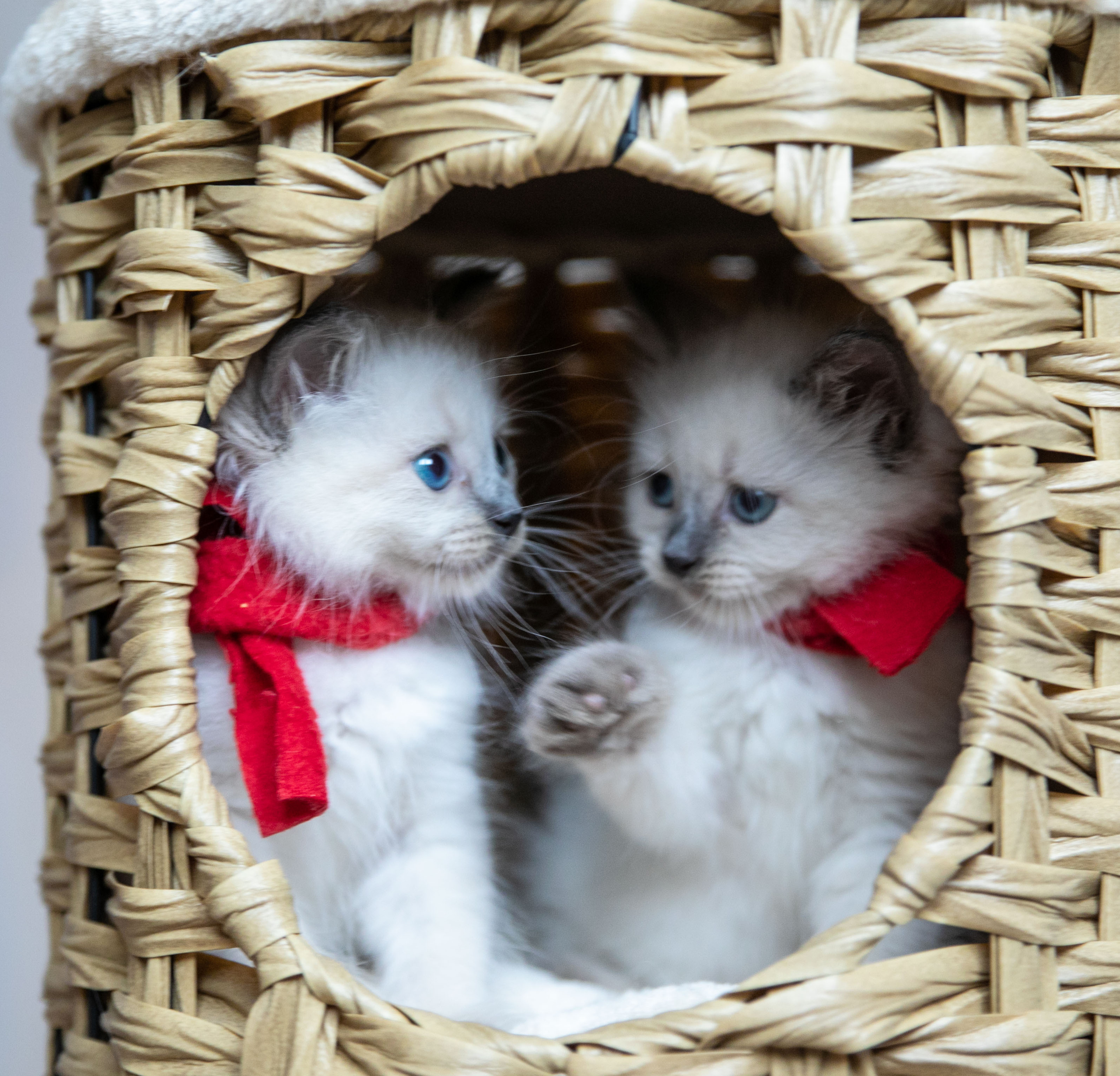 Наши котята. Главная