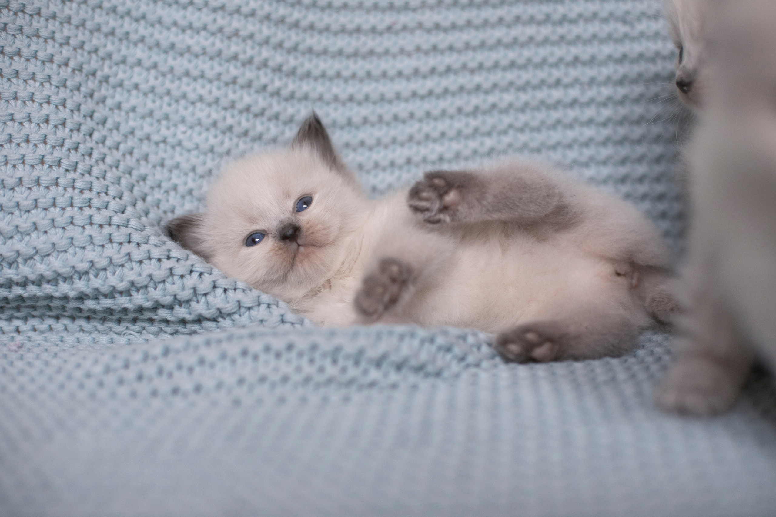 Наши котята. Главная