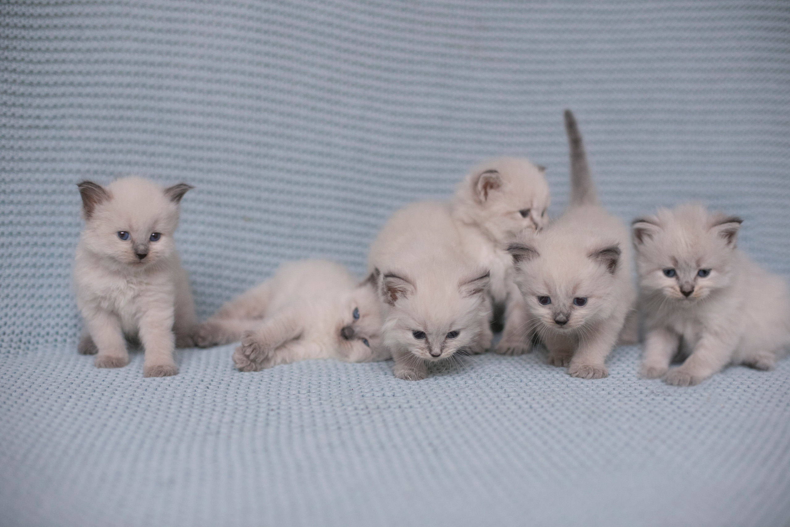 Наши котята. Главная