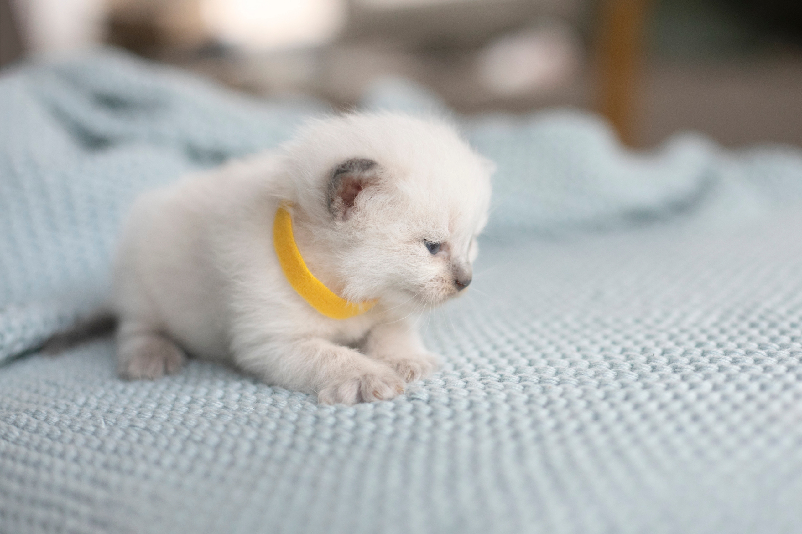 Наши котята. Главная