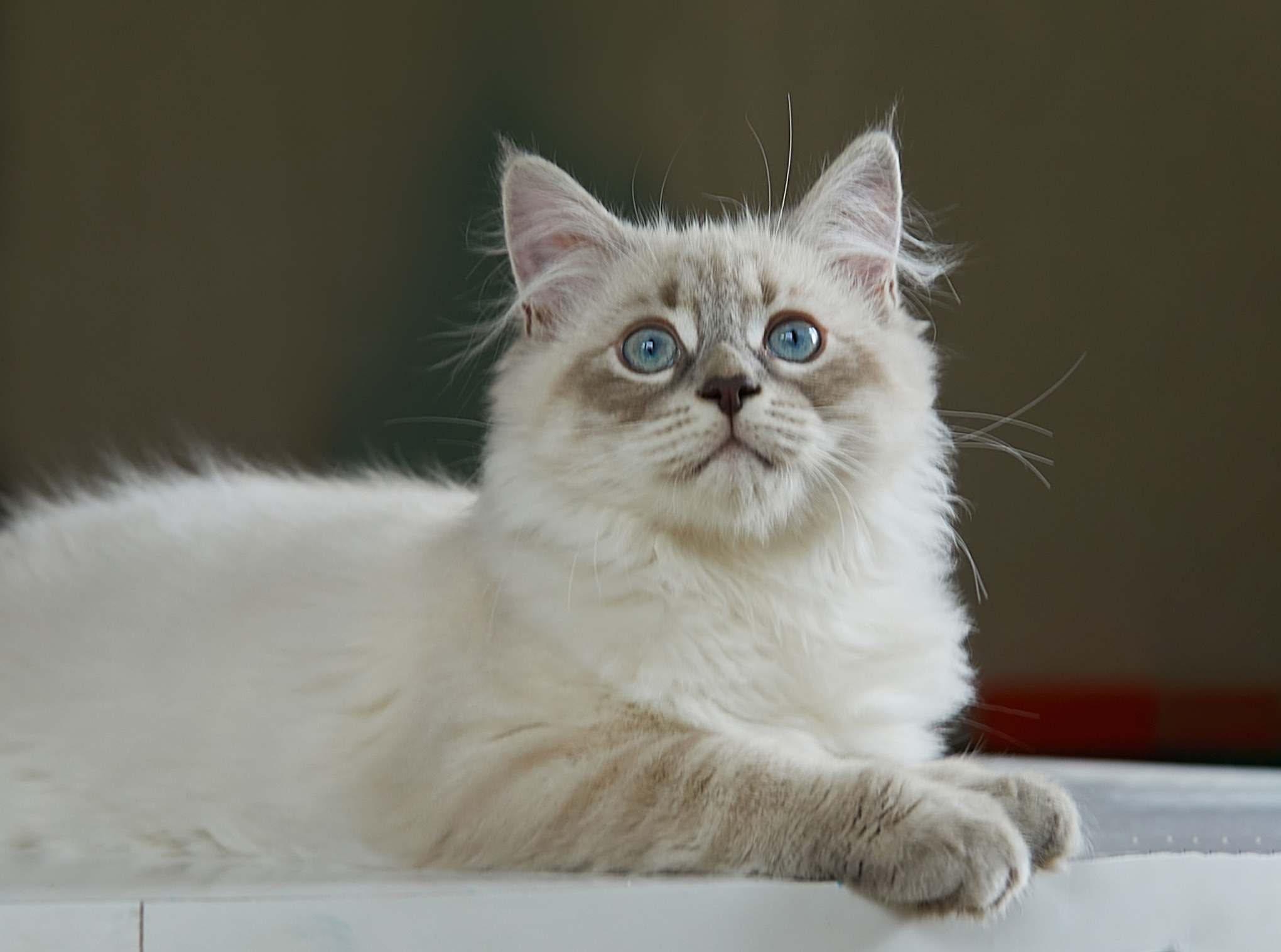 Наши котята. Главная