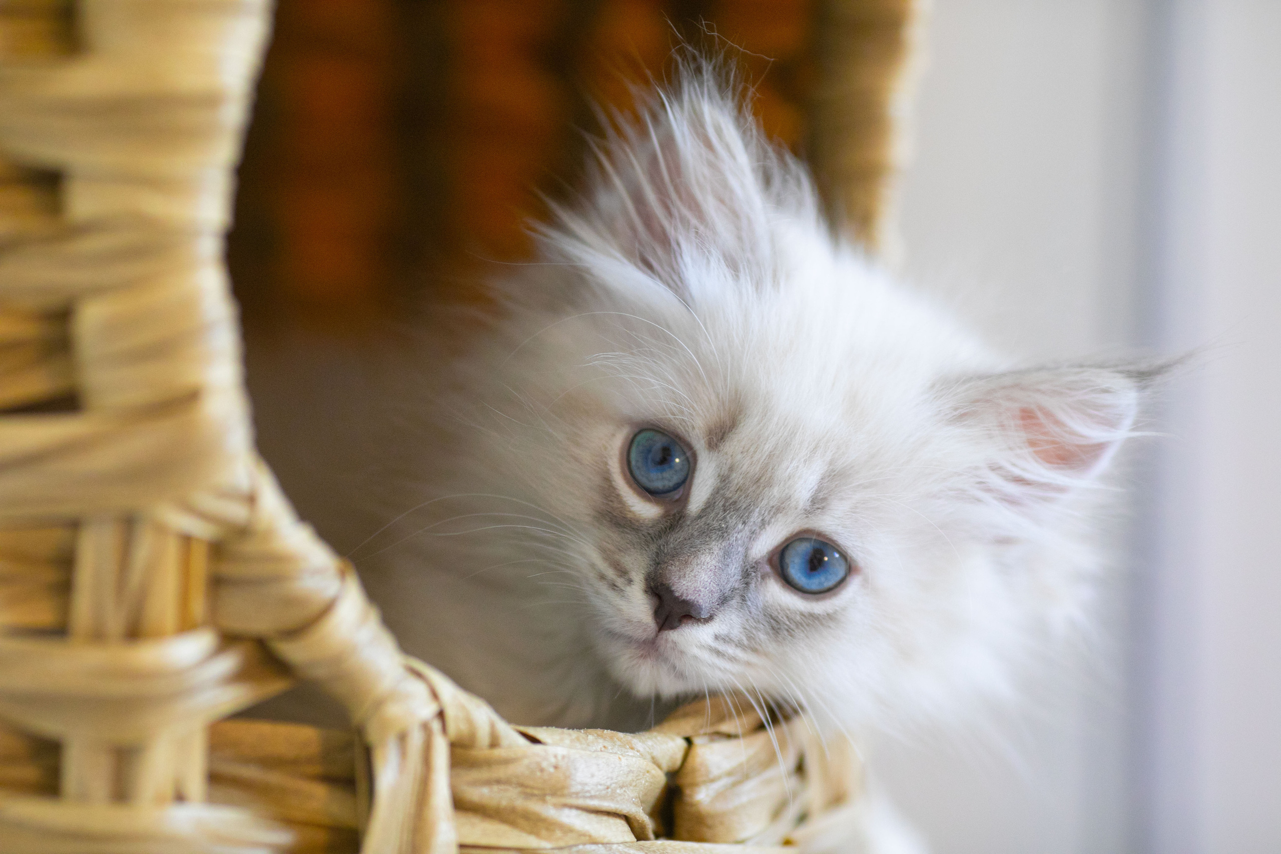 Наши котята. Главная