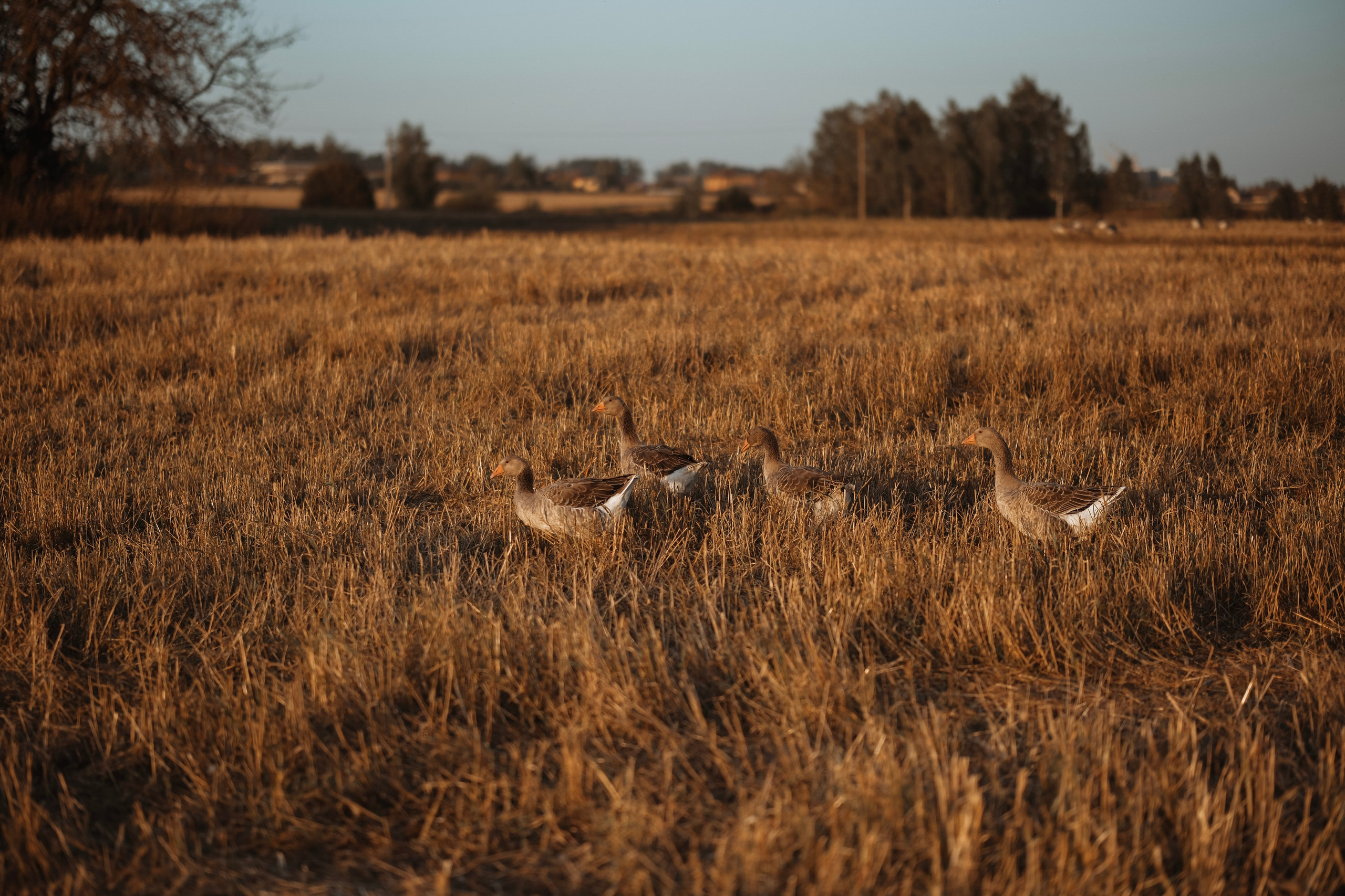 По полюшку. Фотограф новорожденных в Брянске Анжелика Прохоренкова