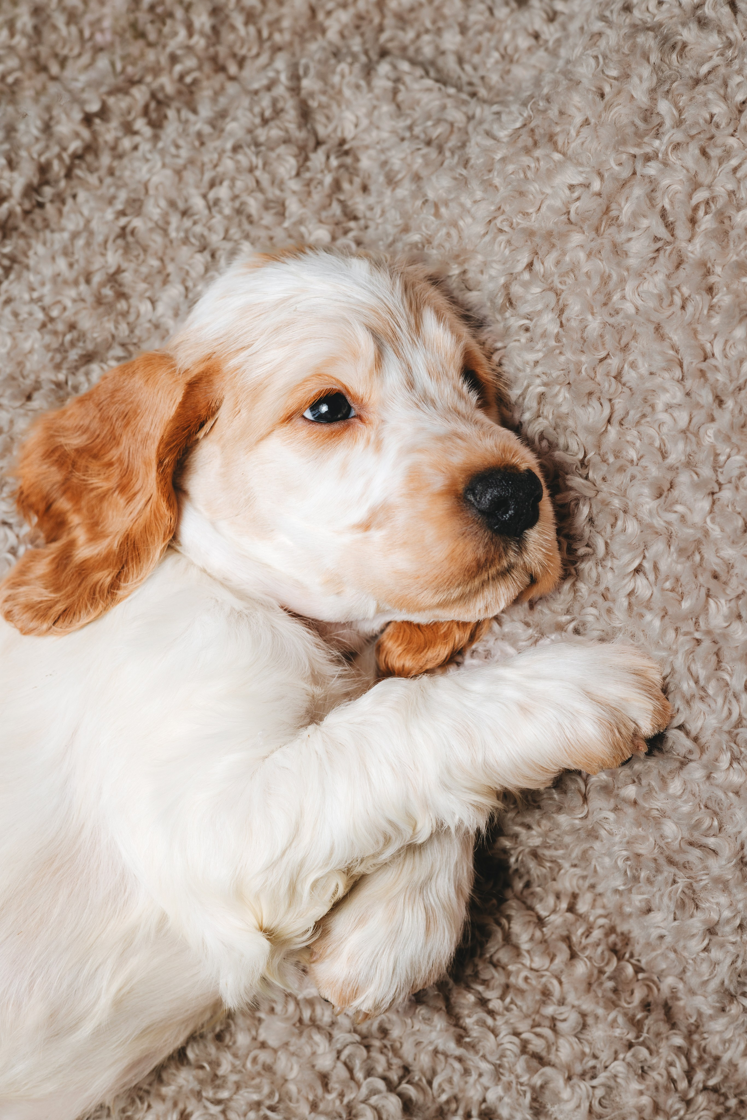 Английские коккер-спаниели. Фотограф анималист Осипчикова Мария