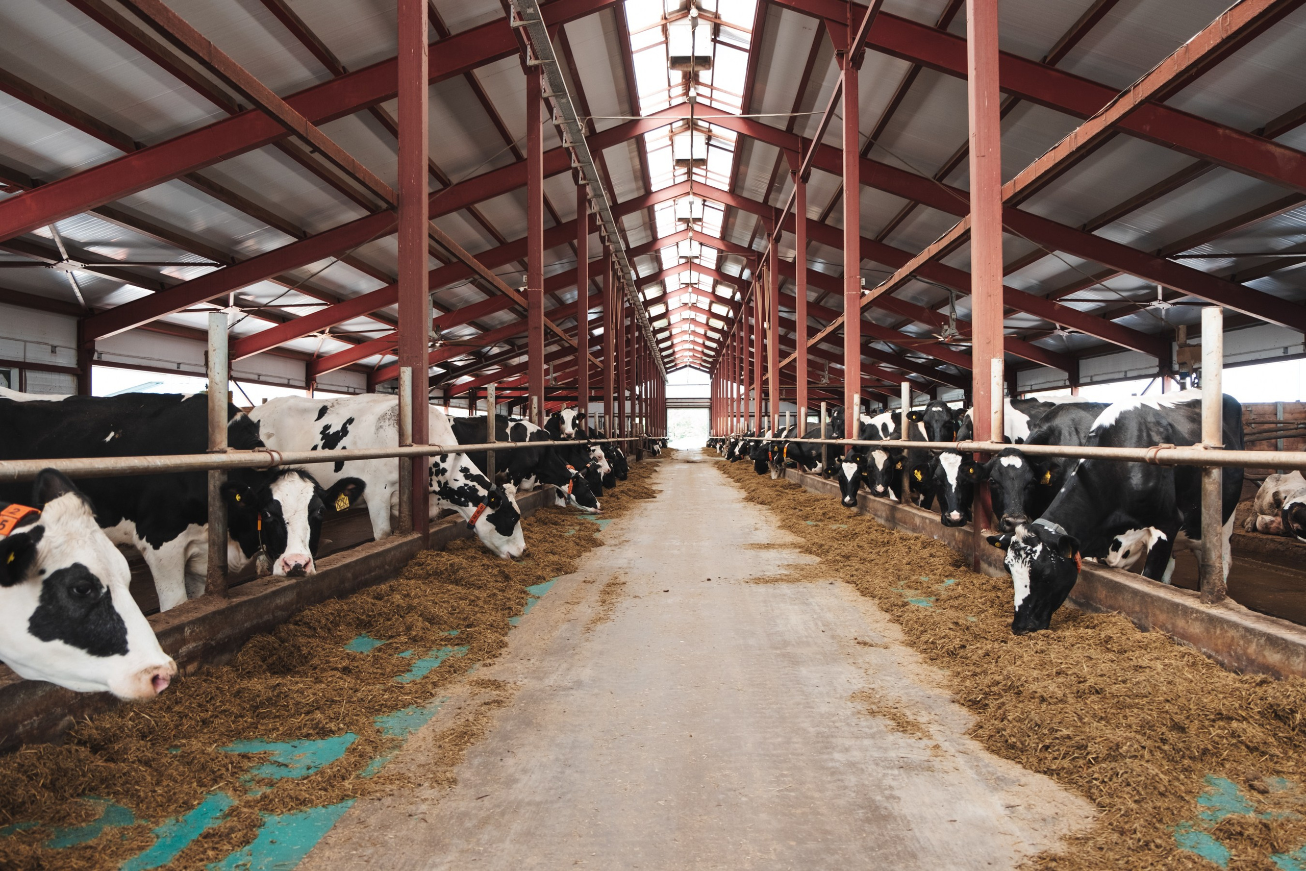 «Вятушка» и «РОСТСЕЛЬМАШ». Varankin denis