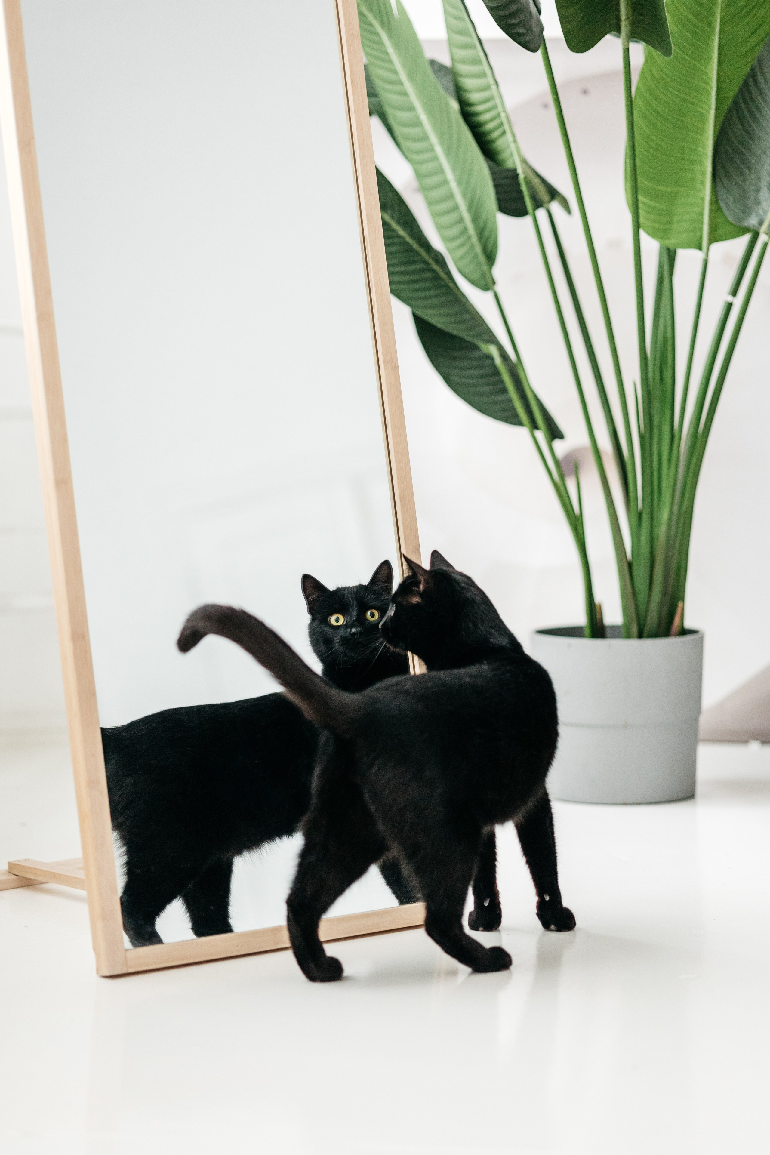 Кузя. Фотограф-анималист Елена Радченко, Москва