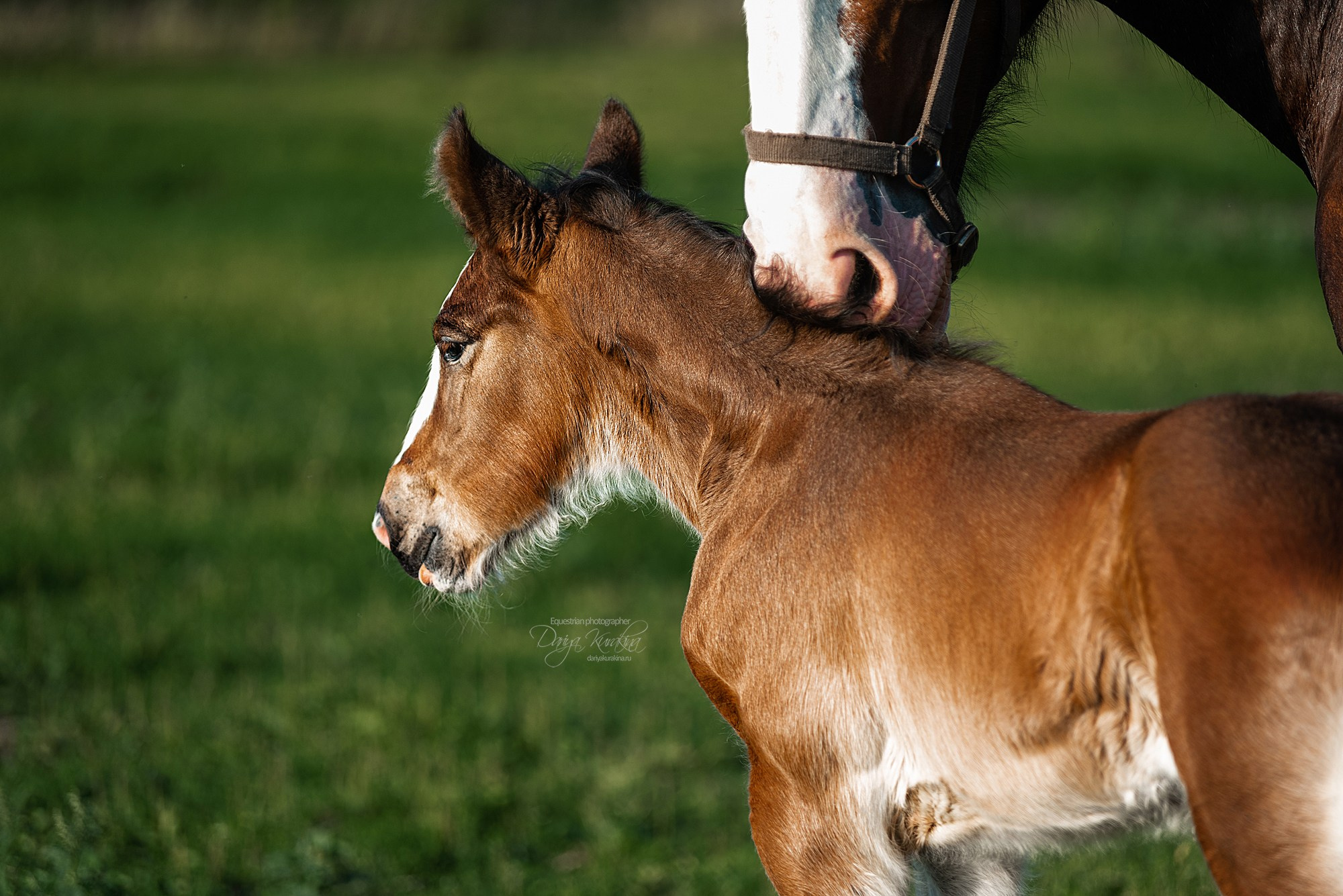 Рапунцель и Квини. Конный фотограф Куракина Дарья • Фотосессии с лошадьми