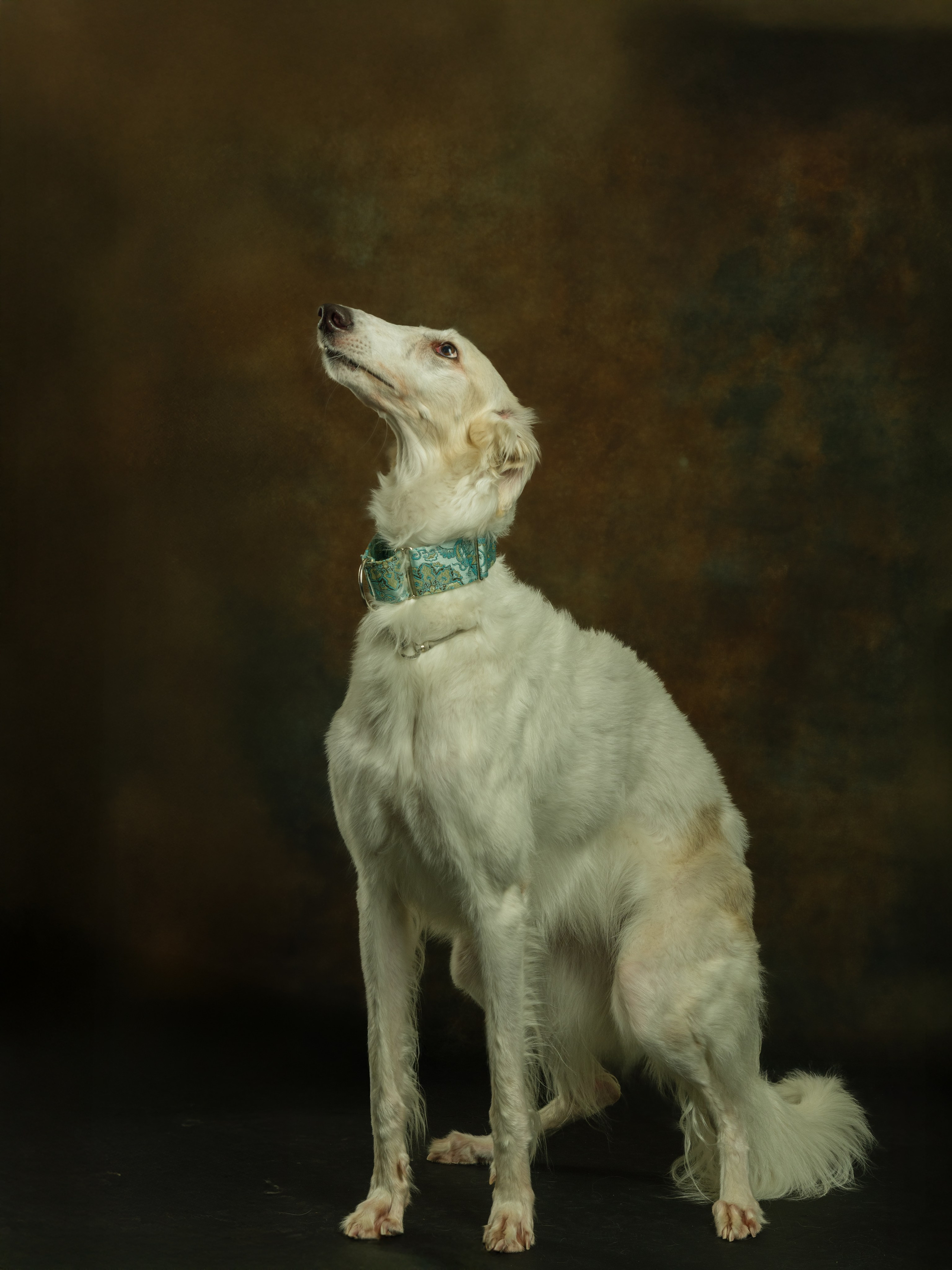 Портреты животных. Арт-фотограф Михаил Danko, г. Новосибирск