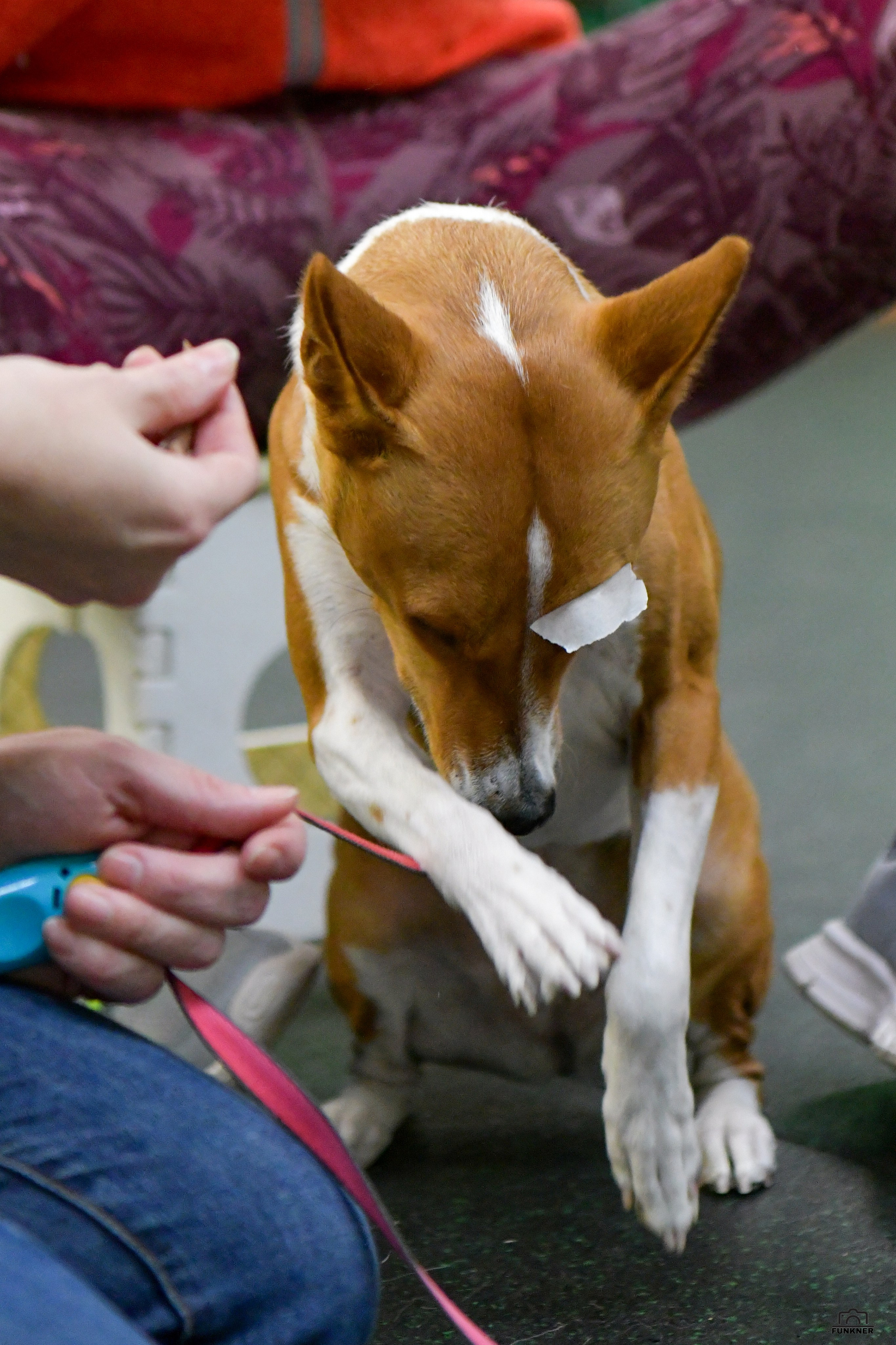 Кинологический клуб «Бодрый хвост». Свой взгляд через объектив