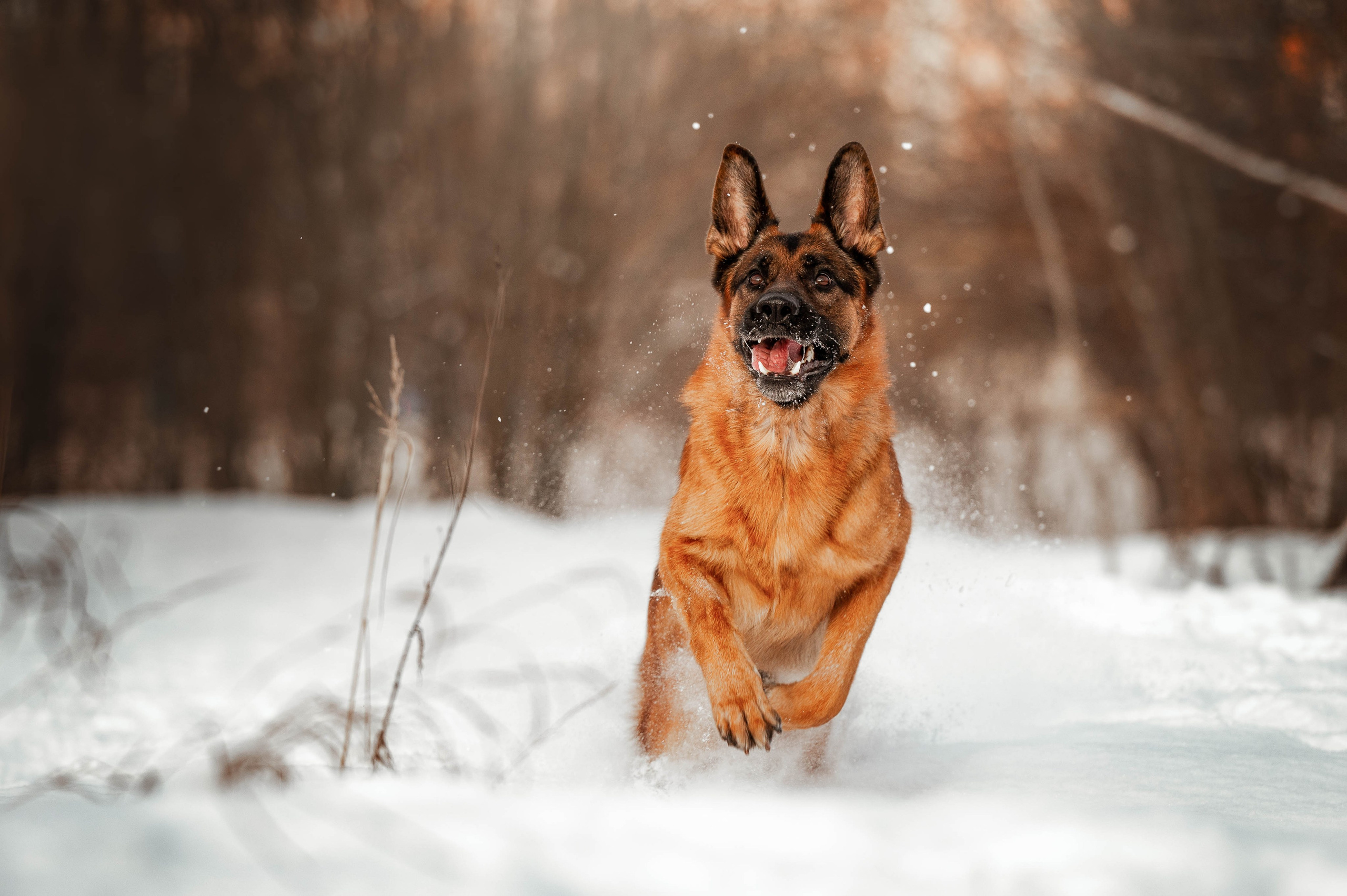 Вольт. Фотограф-анималист