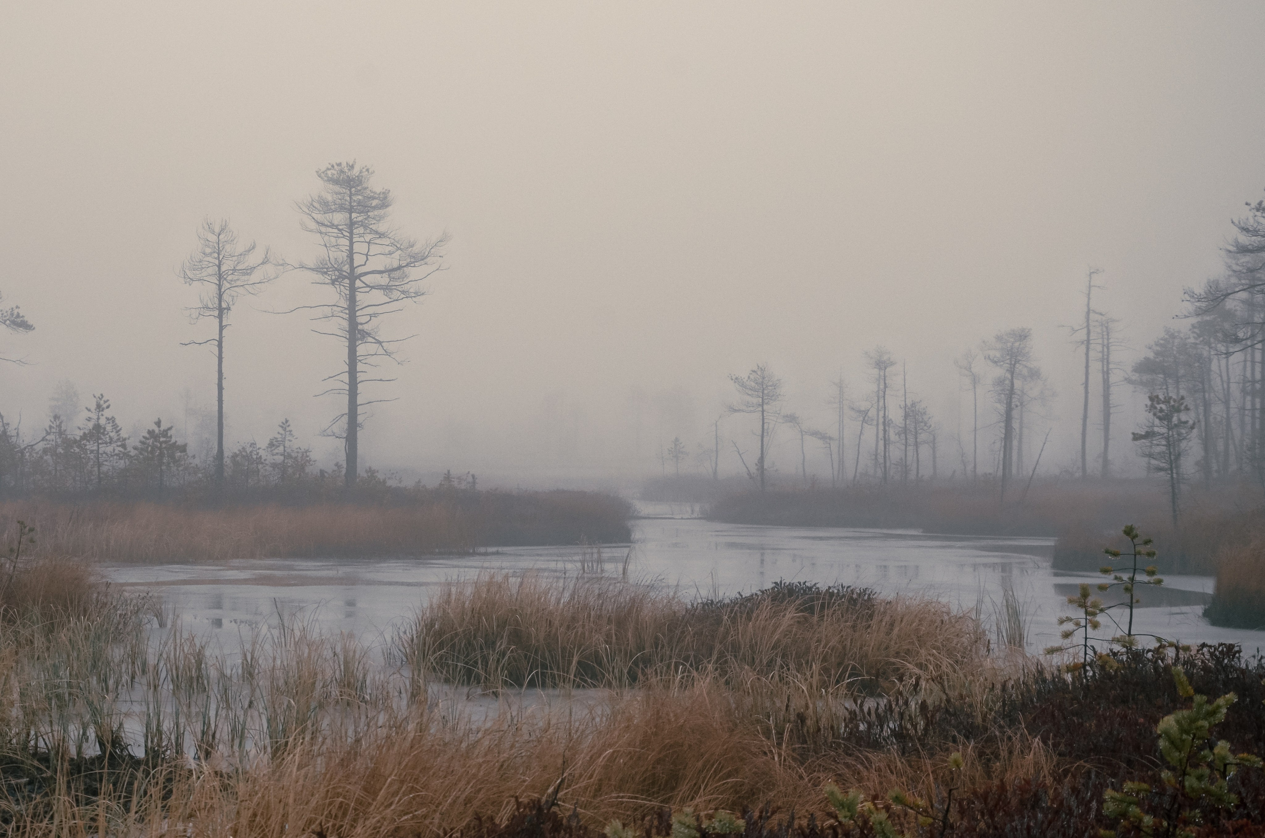 Тайга. Фотография — это миг, который фиксирует вечность