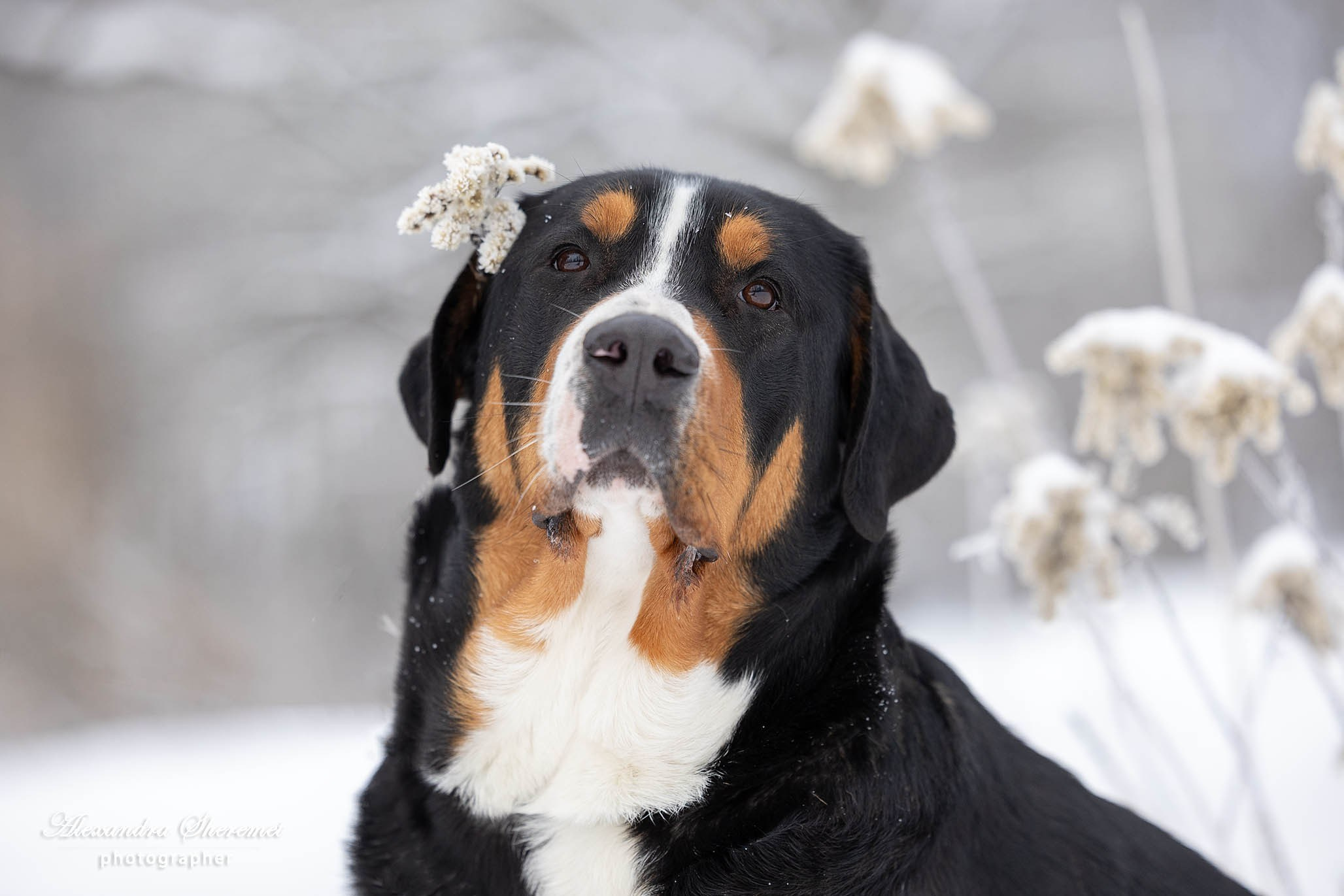 Большой Швейцарский Зенненхунд Санбёдс Розалия. Питомник Больших Швейцарских Зенненхундов в Калужской области