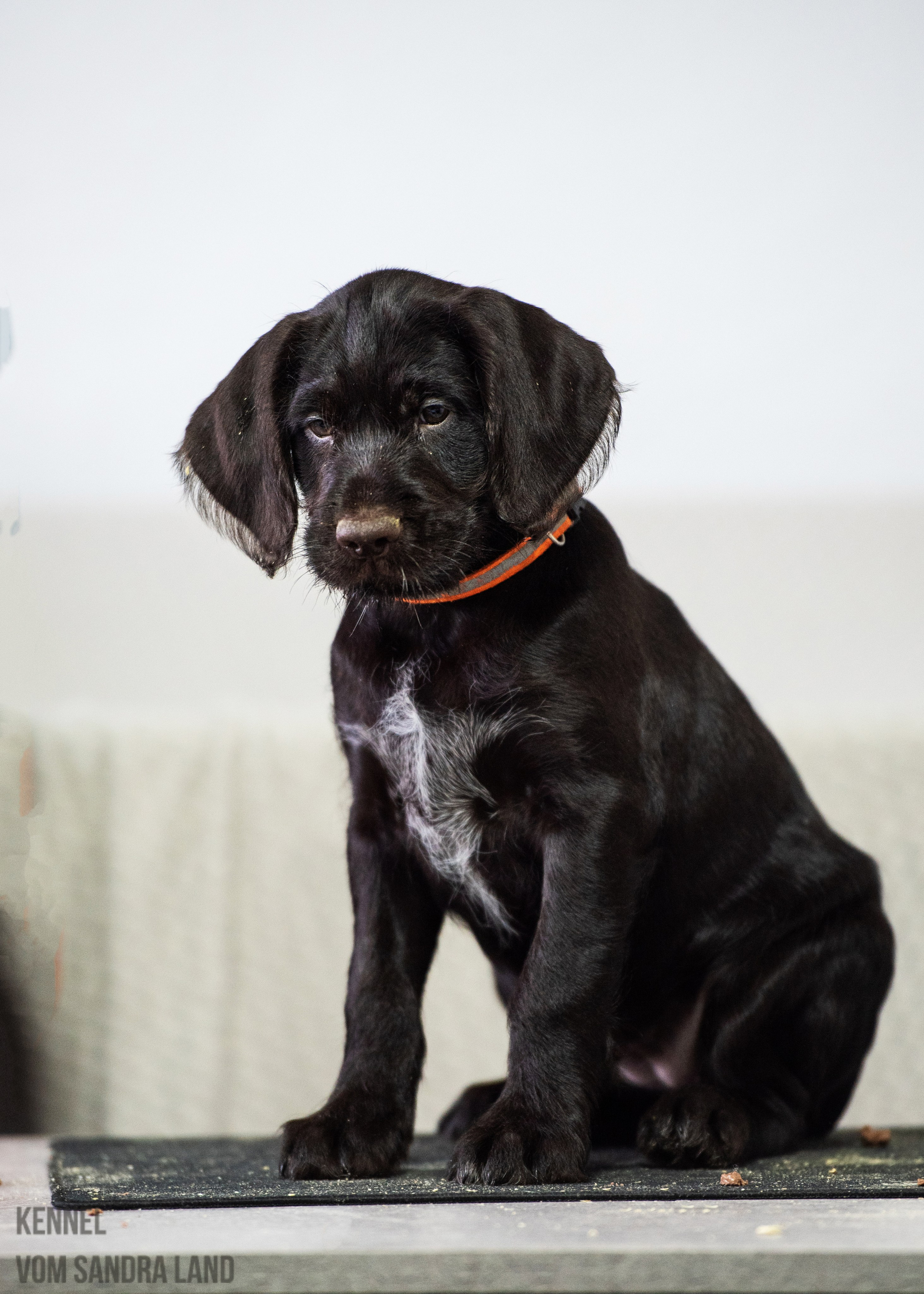 Ведьма вом Сандра Лэнд, Vedma vom Sandra Land