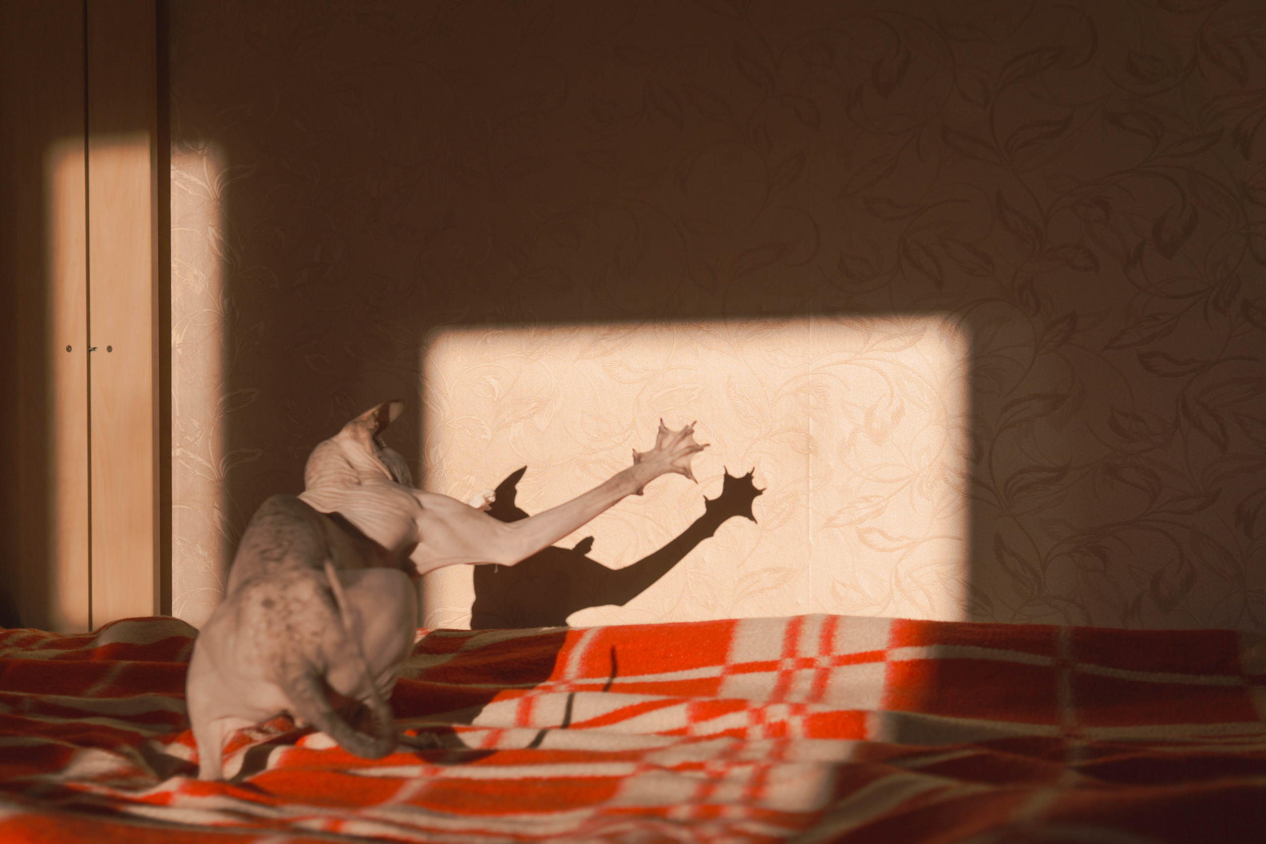 Бандит. Фотограф-анималист Ксения Воробьева, Москва