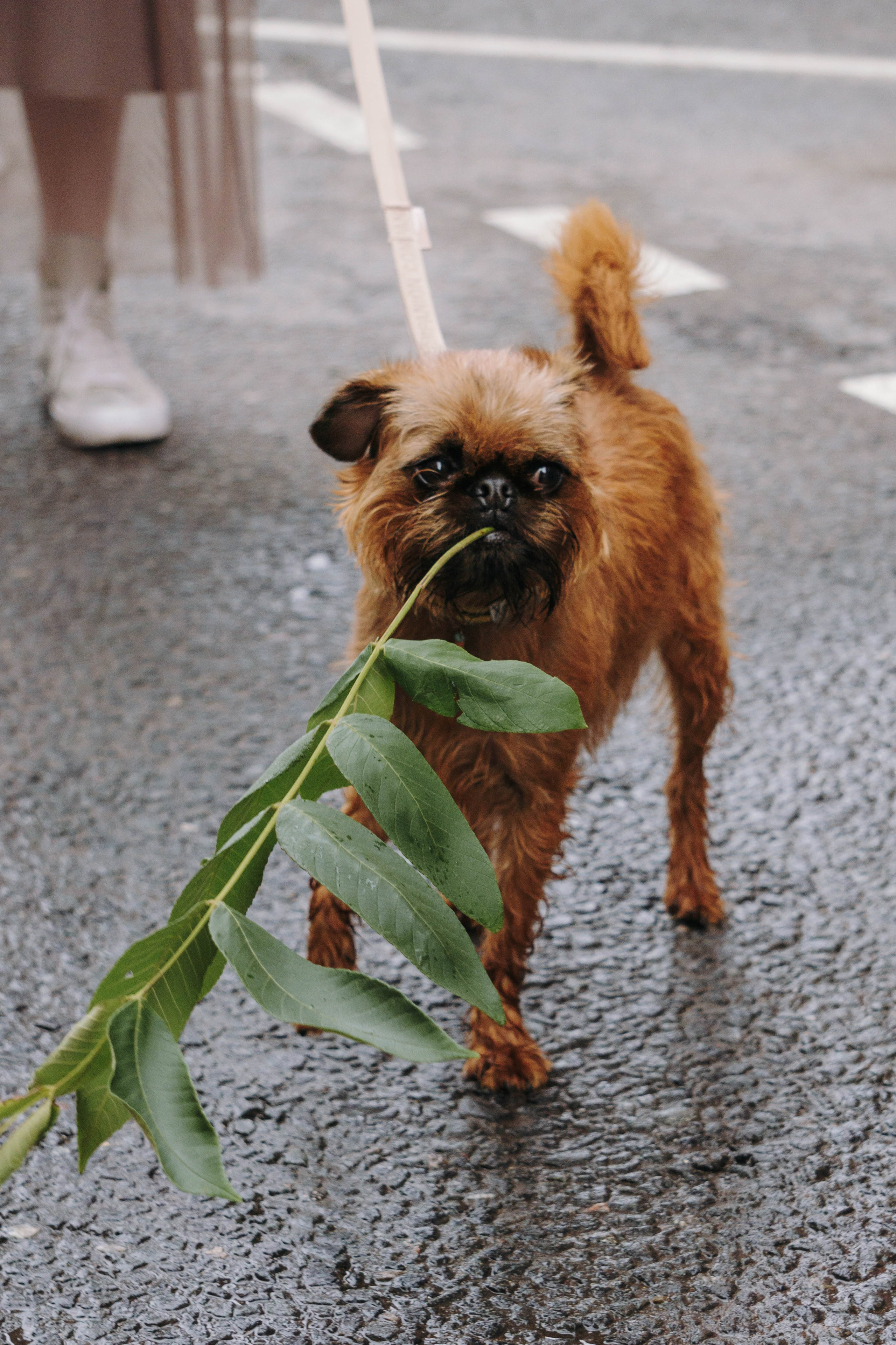 Наташа, Сережа и Хавьер. Фотограф-анималист Ксения Воробьева, Москва