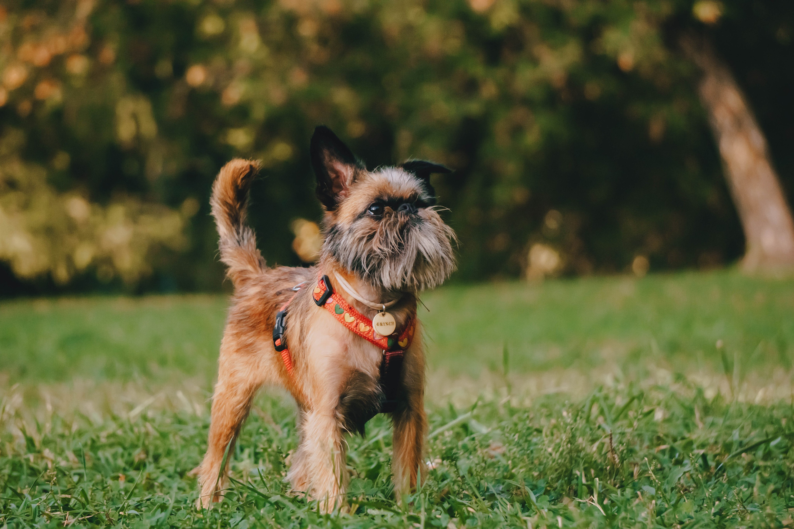 Мини-туса гриффоны и брабансоны. Фотограф-анималист Ксения Воробьева, Москва