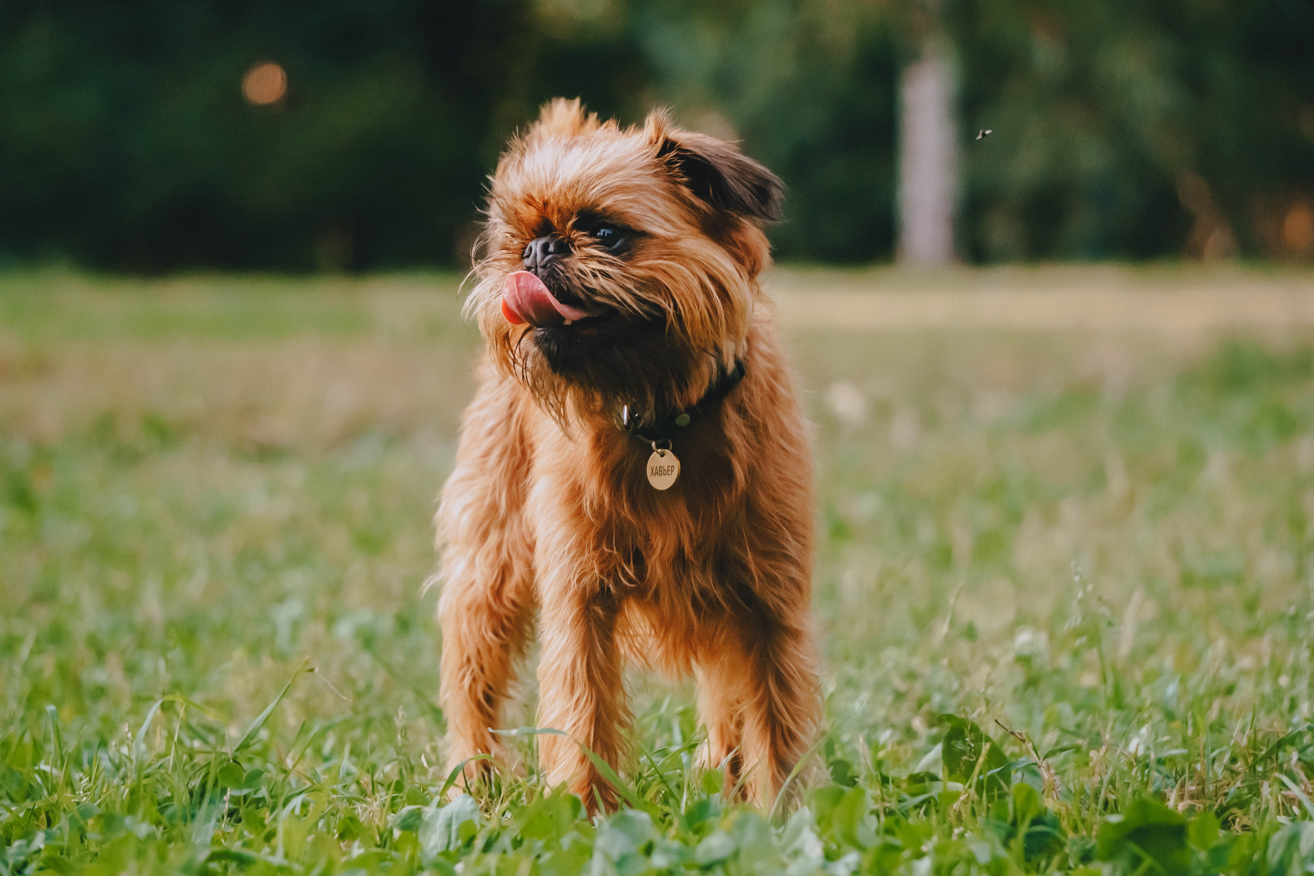 Мини-туса гриффоны и брабансоны. Фотограф-анималист Ксения Воробьева, Москва