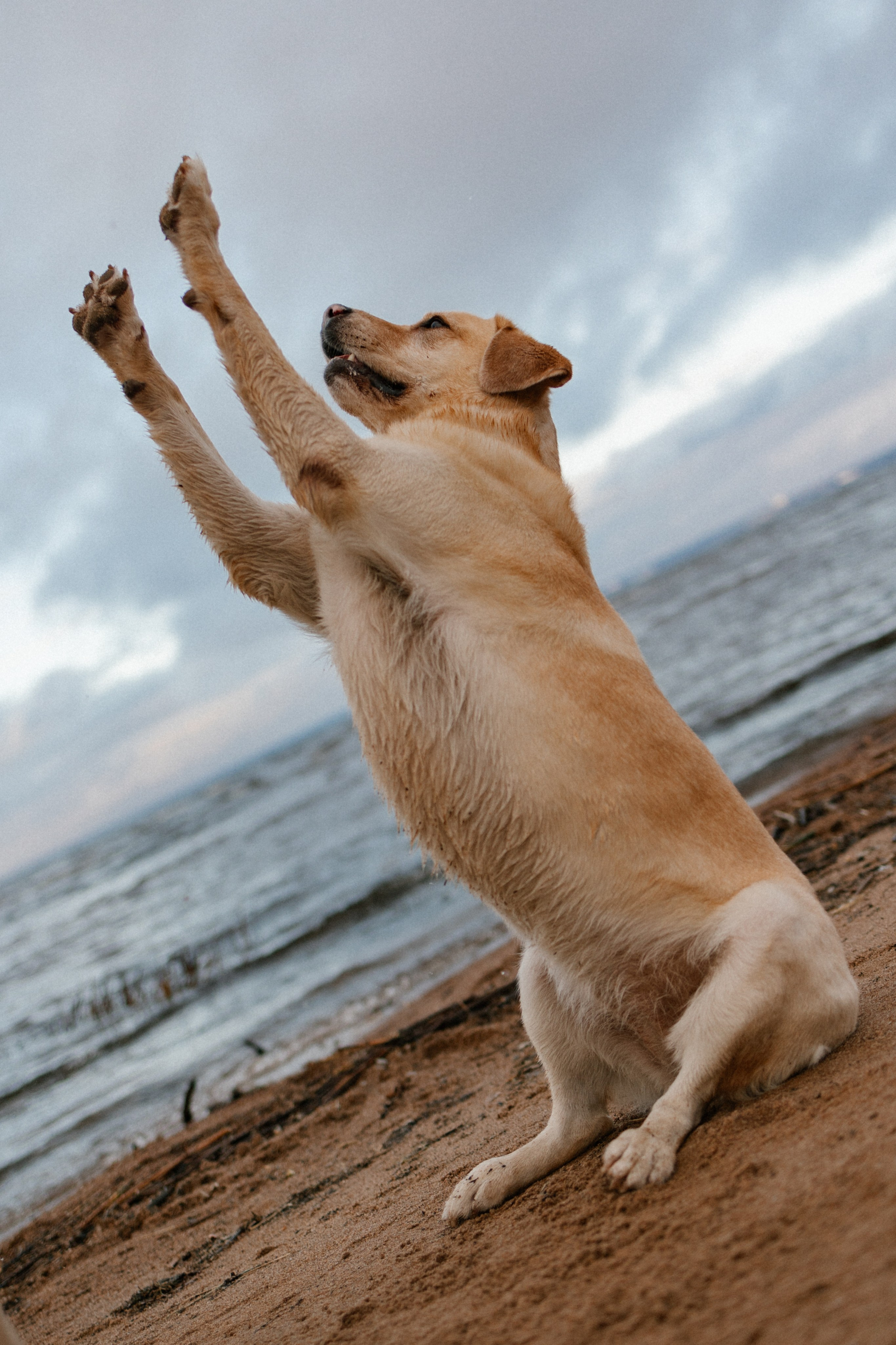 Ирина и Бася. Фотограф — Анималист | Санкт-Петербург