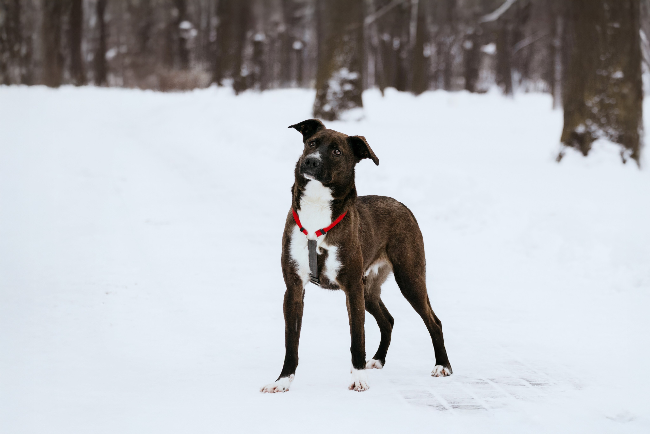 Собаки из приюта Дубовая роща зима. Фотограф-анималист Татьяна Степанова