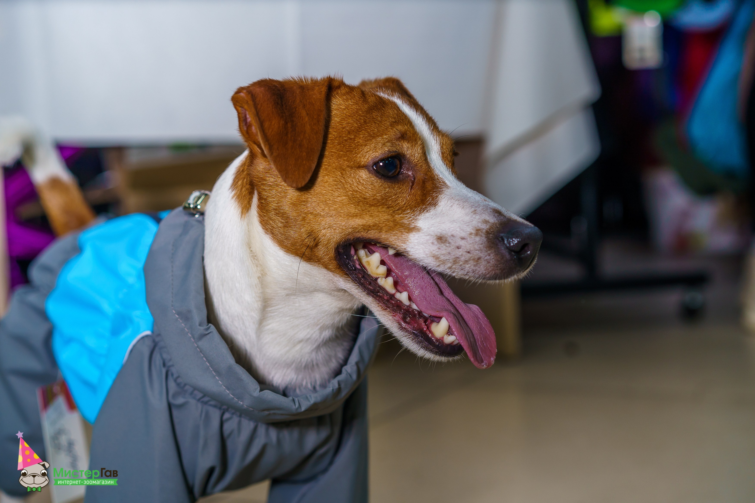 Мистер Гав -13 лет!. Фотограф Челябинск · Ольга Серебрякова