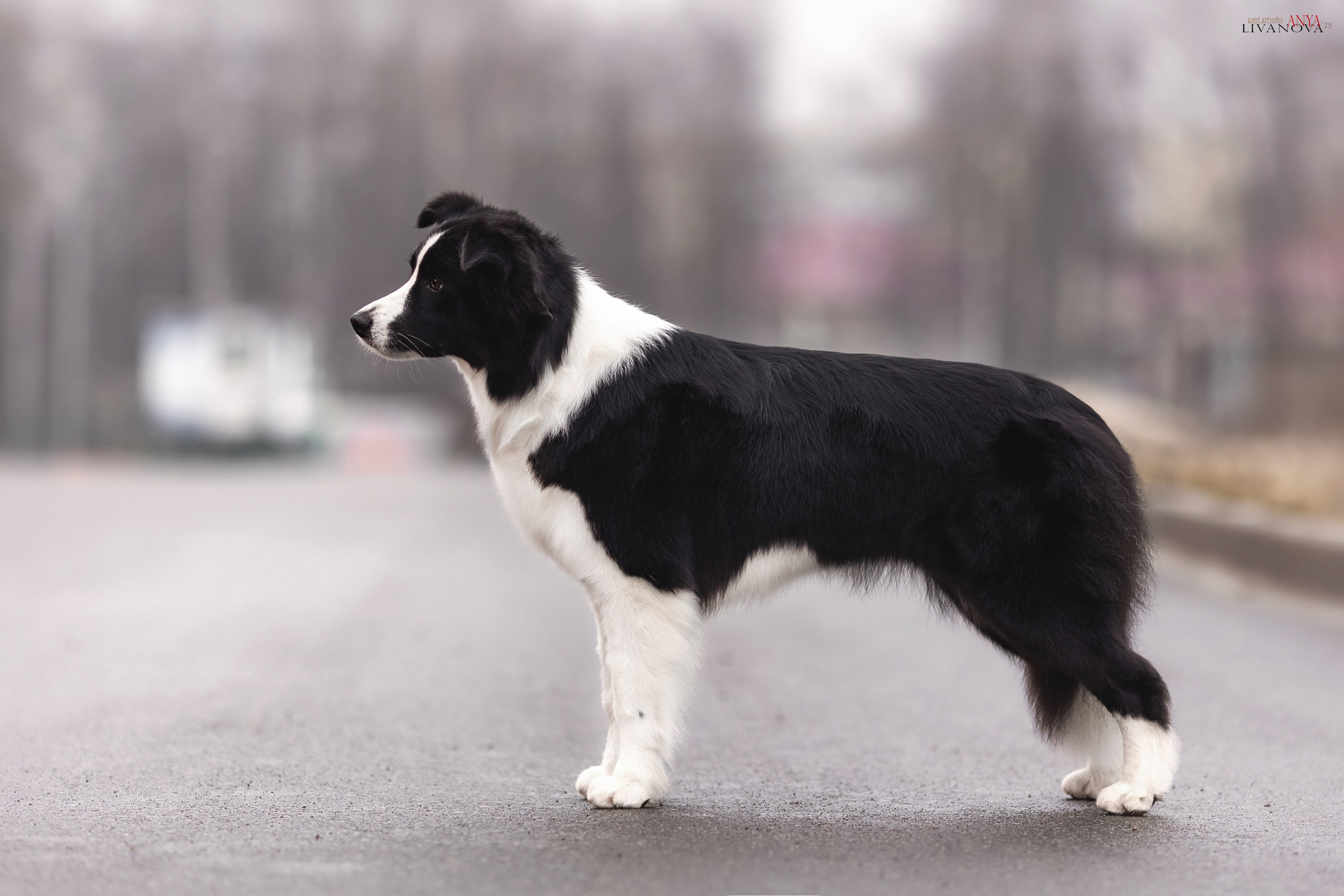 Майли. Фотограф анималист Аня Ливанова | Рыбинск
