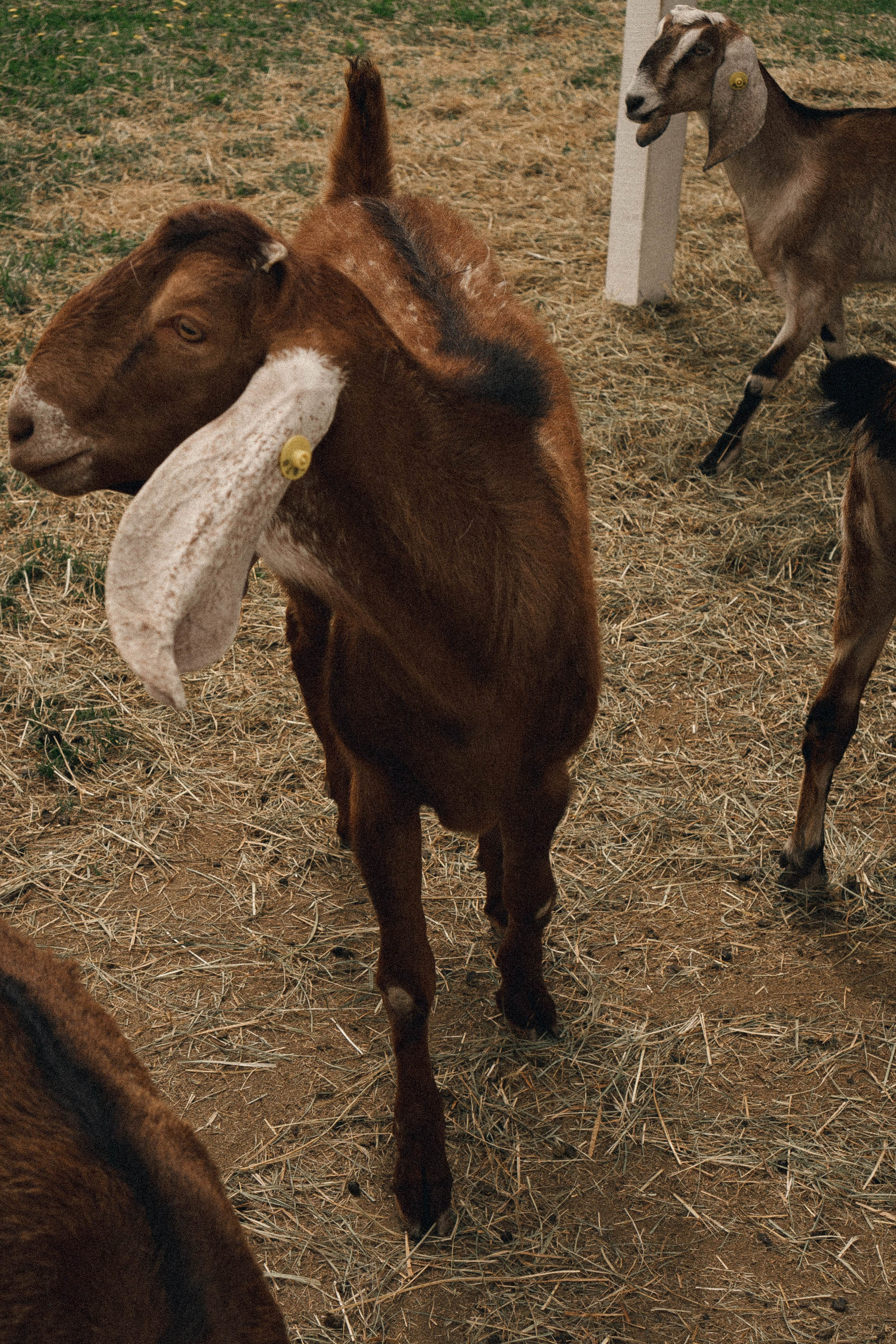 Ферма Альпак. Профессиональный фотограф, Санкт-Петербург — Виктория Богомолова