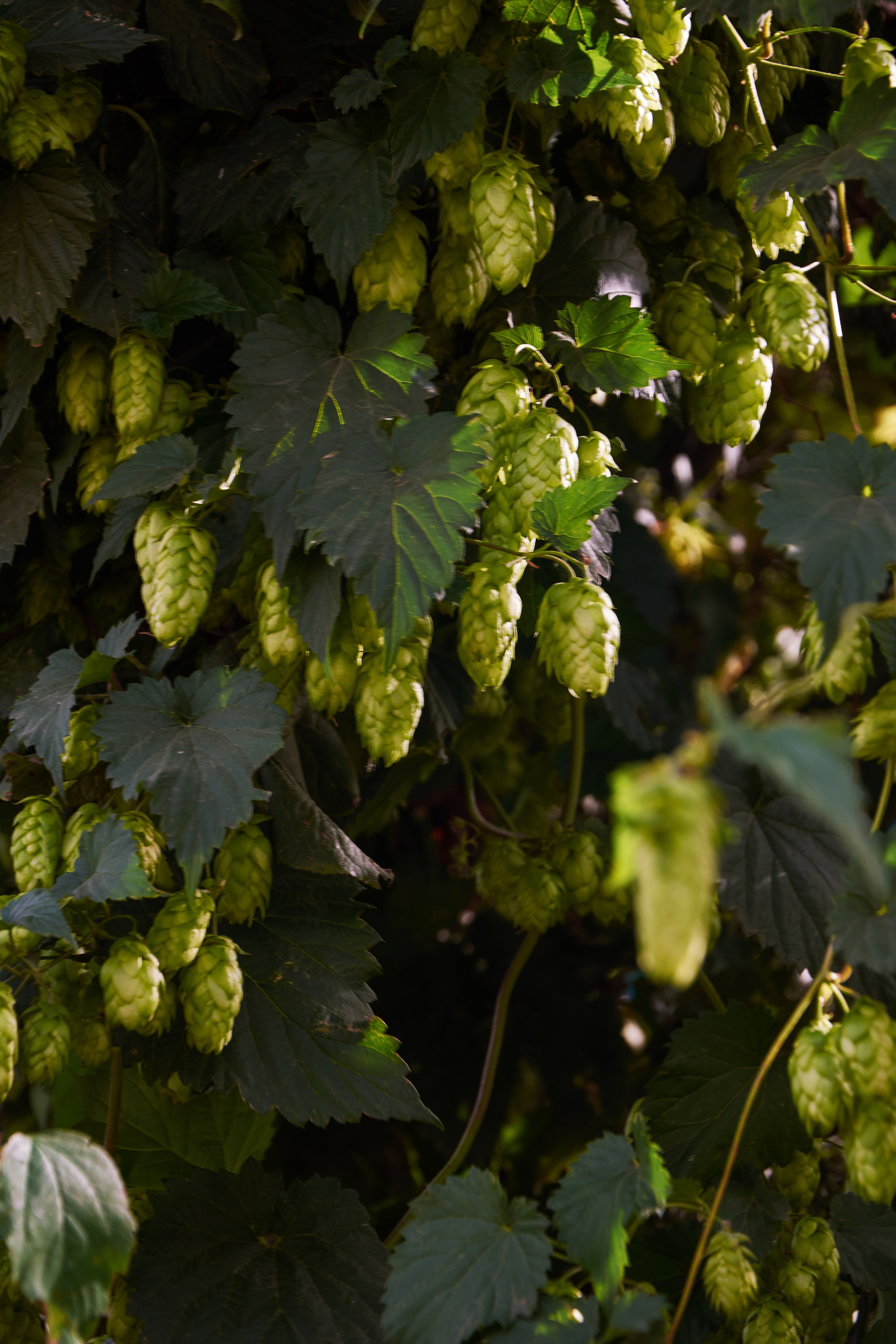 Нерехта — музей под открытым небом. Ольга Чёкотова (Фотограф Кострома)