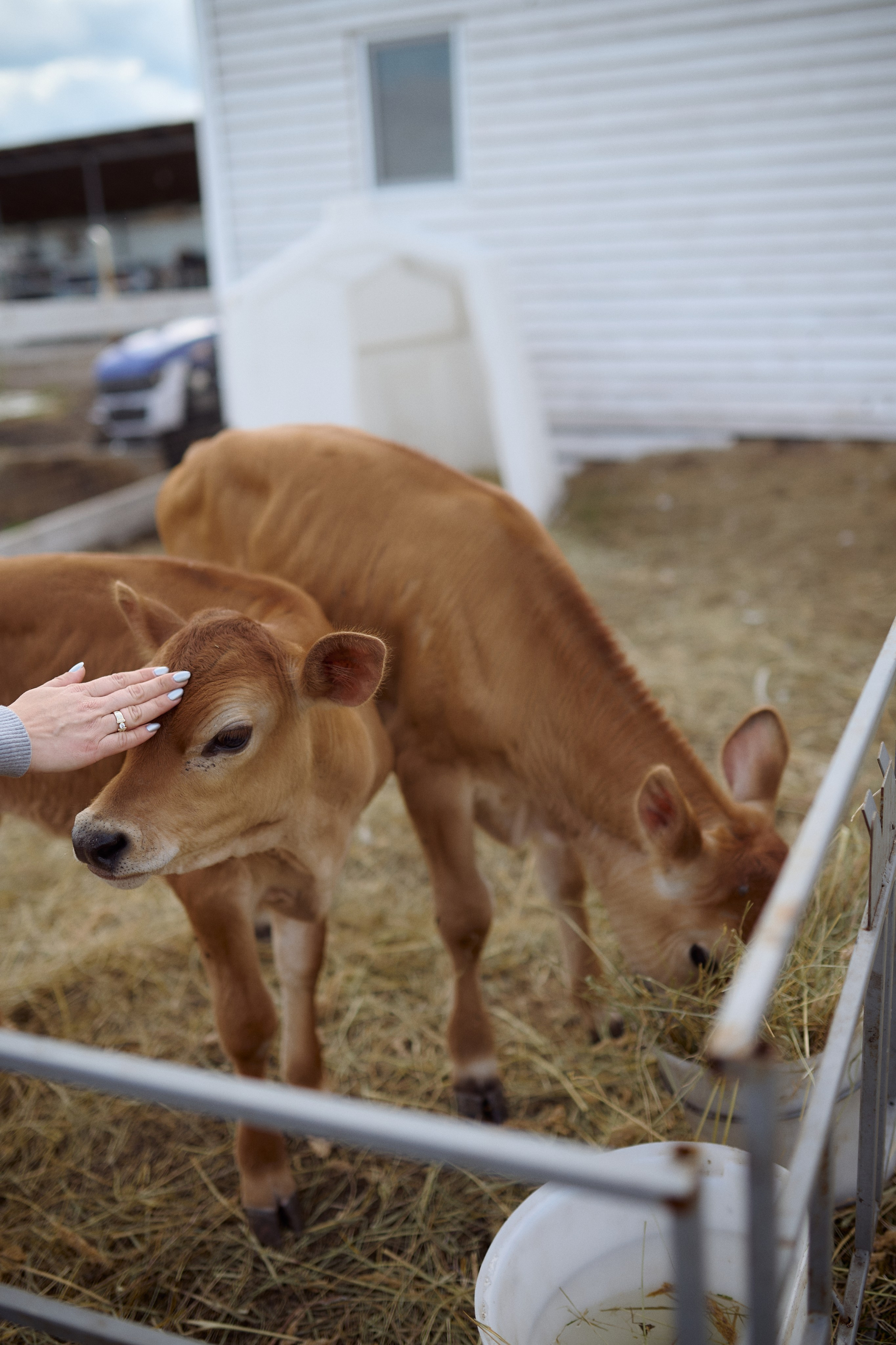Кристина и Ариша на ферме. Семейный и свадебный lifestyle-фотограф в Москве Мария Петрова