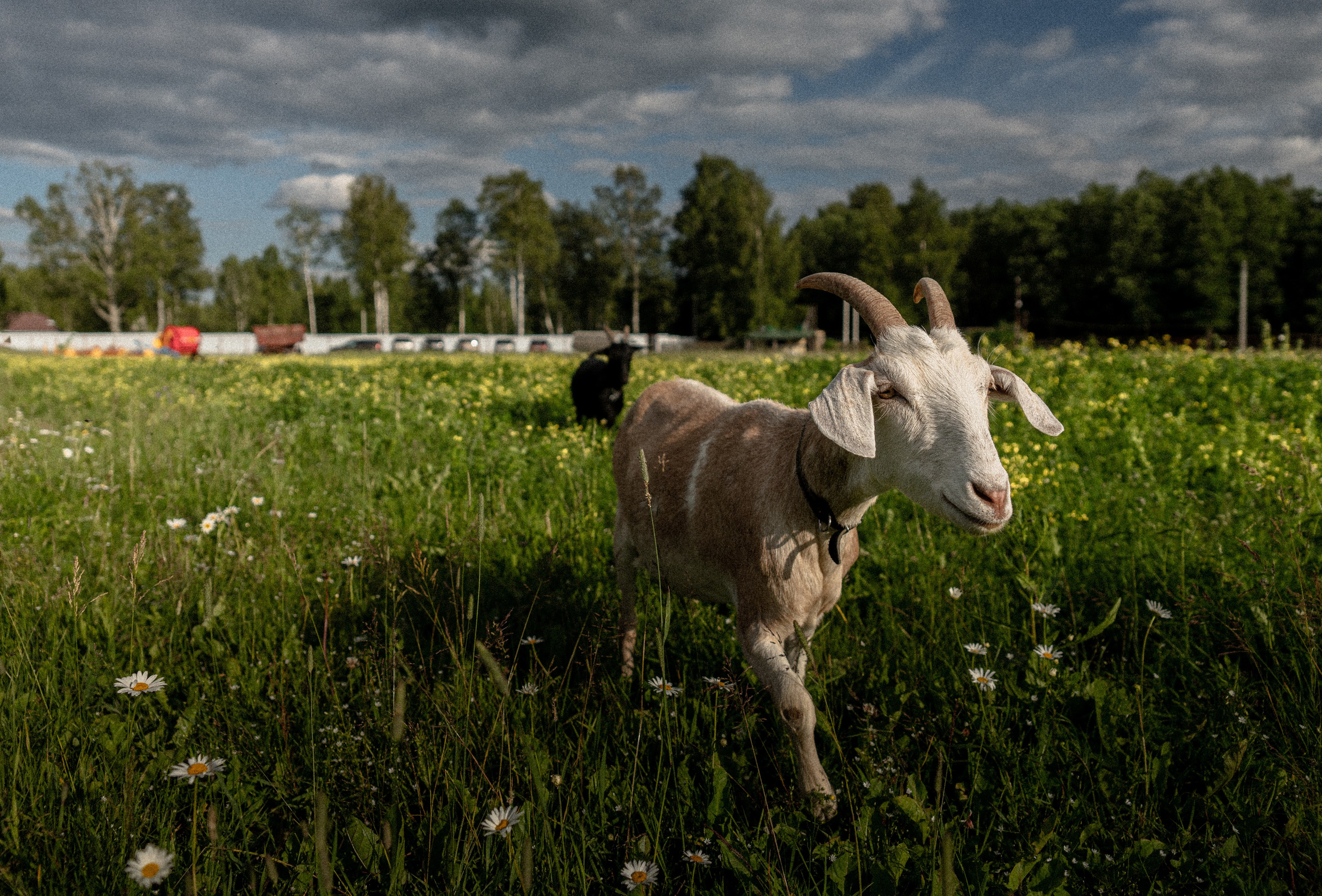 Land Rover Trip-9. Жуков Илья  свадебный фотограф в Москве