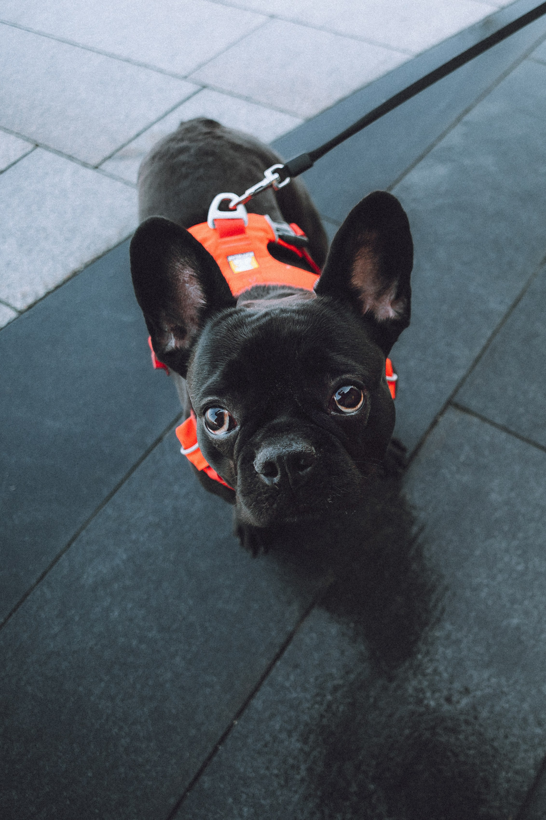 Саша, Дима и Шпуля