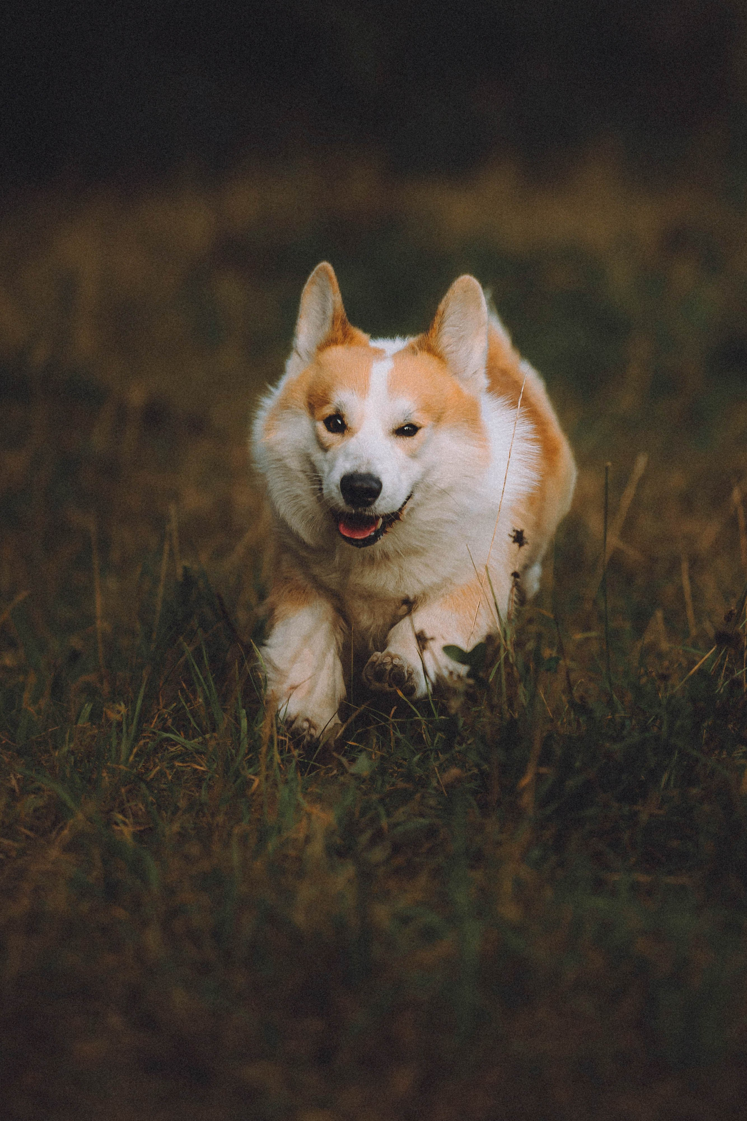 Арчи и его семья