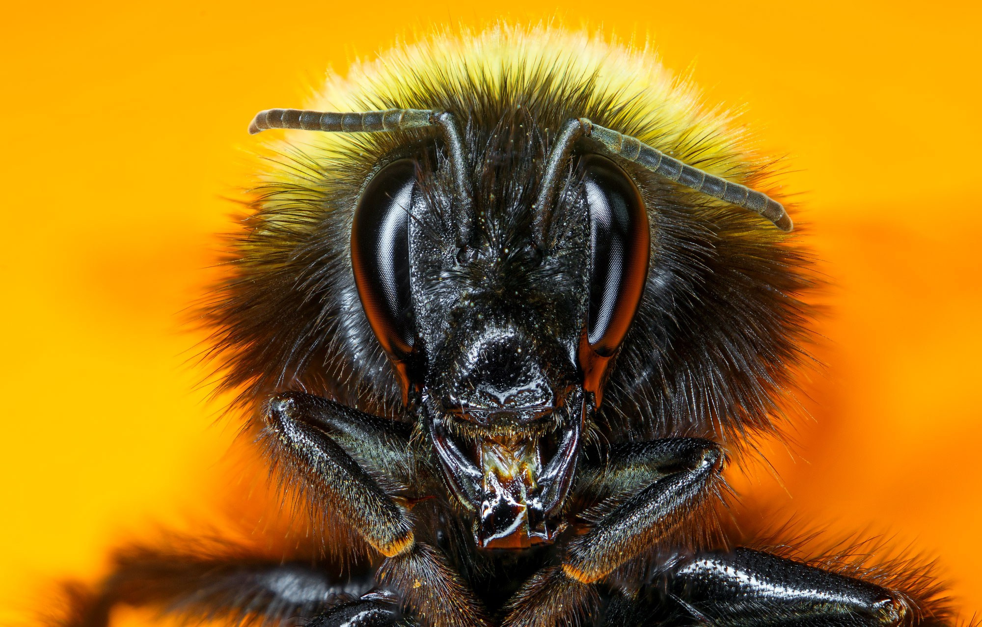 свадебный фотограф Геленджик